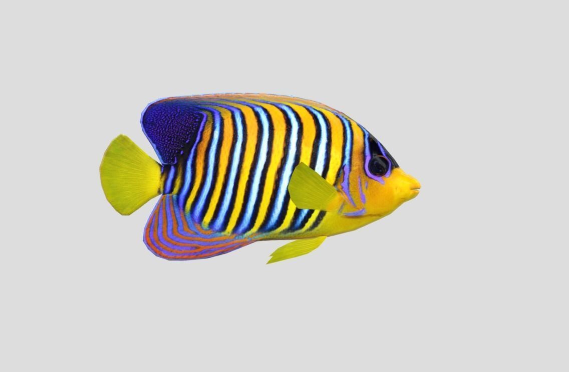 Coral Reef Fish Collection Animated - Game Ready Pack 9 Low-poly 3D model_26