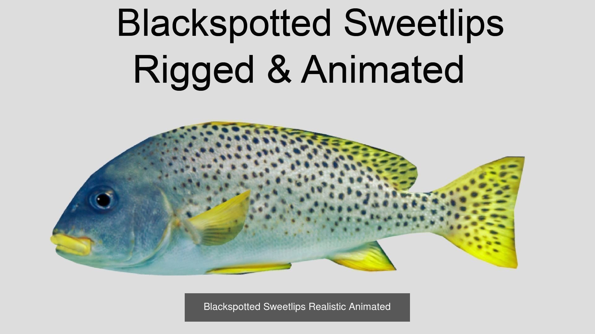 Coral Reef Fish Collection animated - Game Ready pack 8 _25