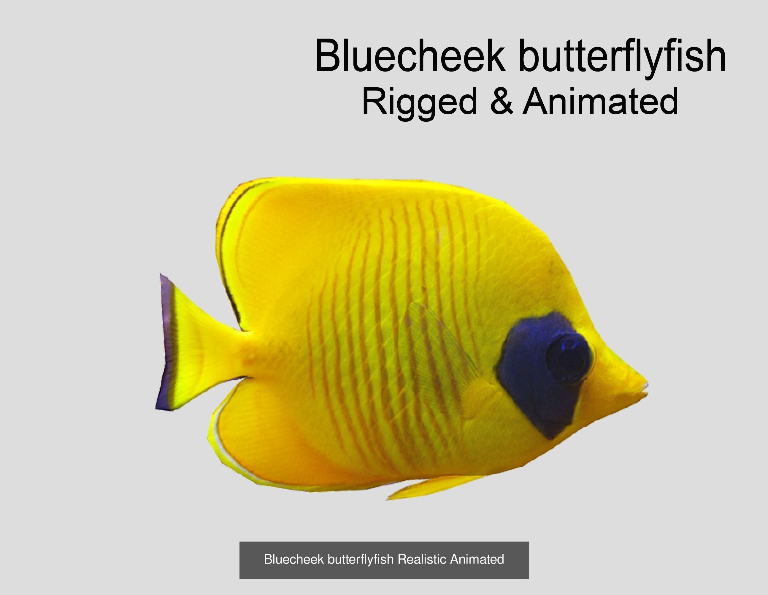 Coral Reef Fish Collection animated - Game Ready pack 8 _36