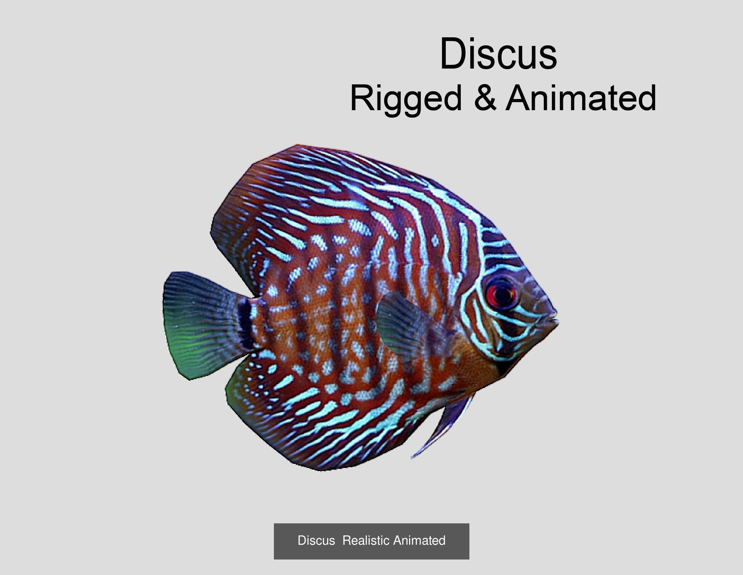 Coral Reef Fish Collection animated - Game Ready pack 8 _24