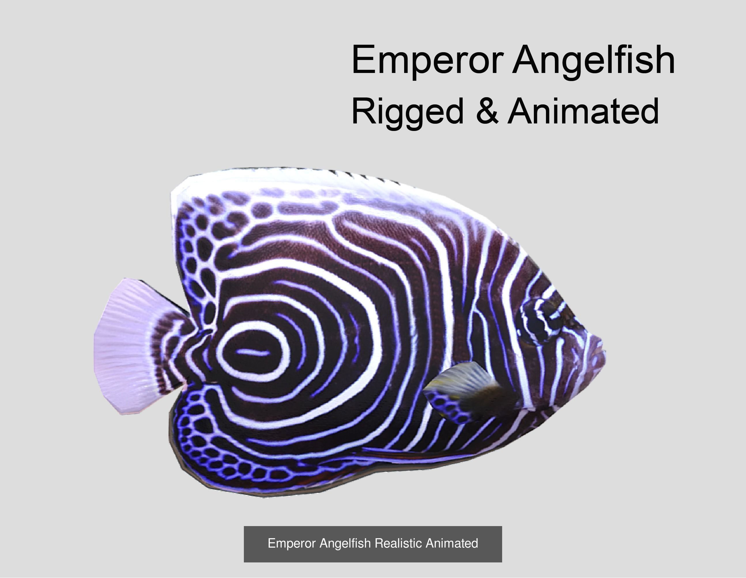 Coral Reef Fish Collection animated - Game Ready pack 8 _32