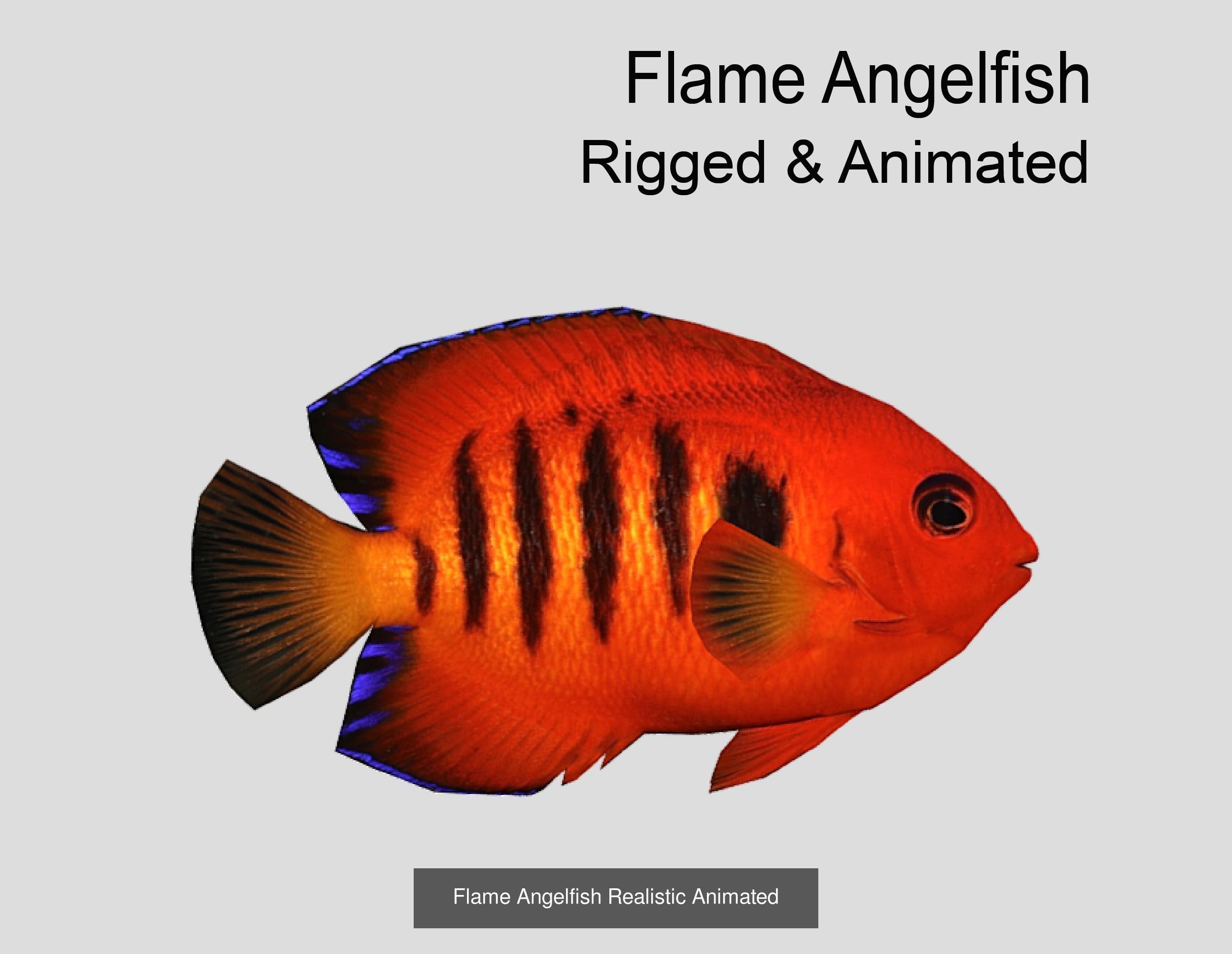 Coral Reef Fish Collection animated - Game Ready pack 8 _40