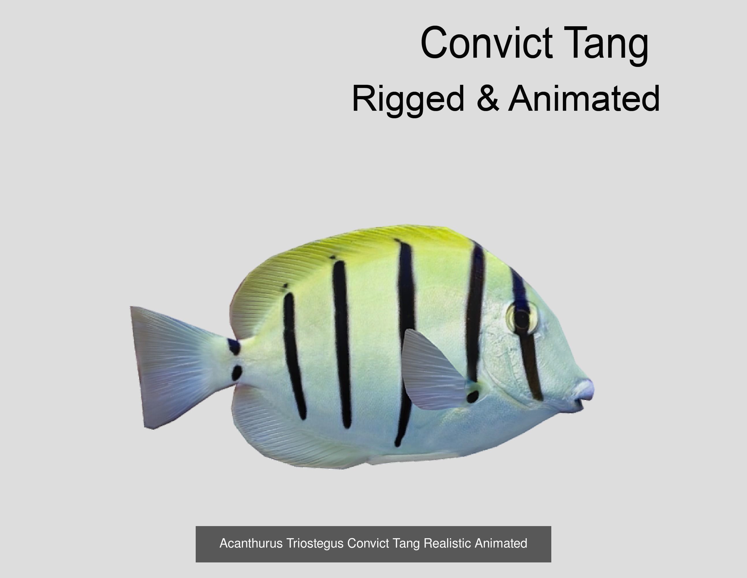 Coral Reef Fish Collection animated - Game Ready pack 8 _43