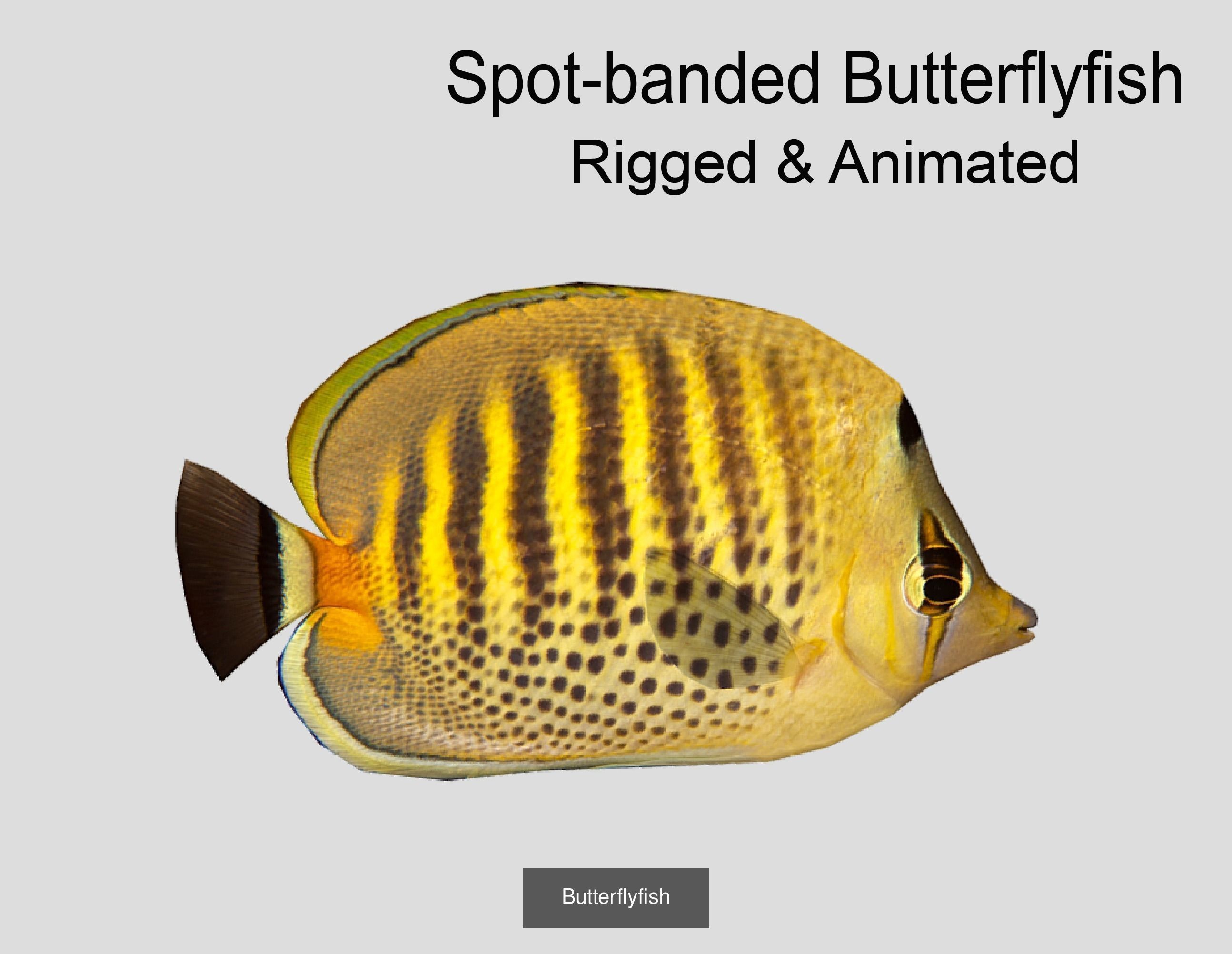 Coral Reef Fish Collection animated - Game Ready pack 8 _50