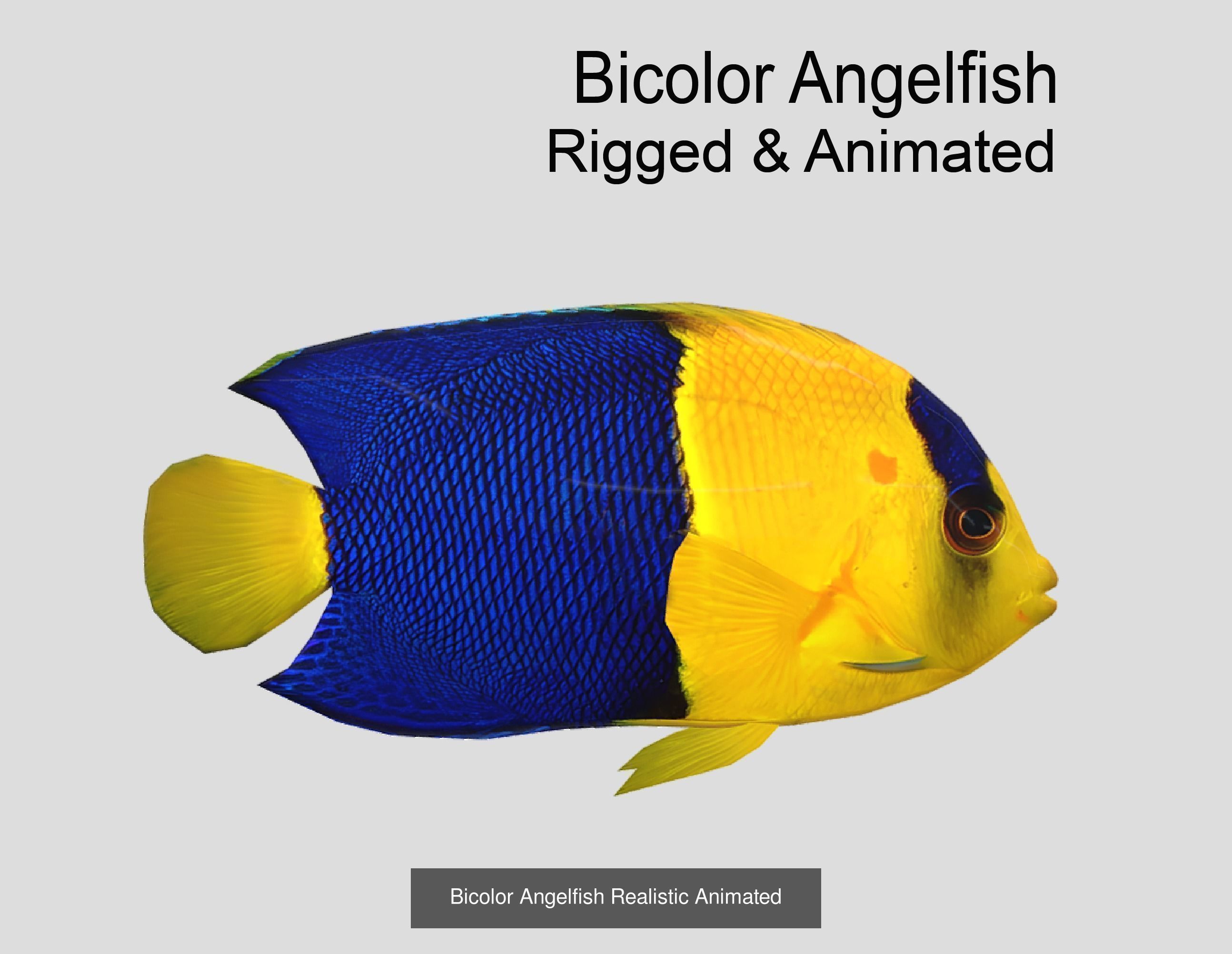 Coral Reef Fish Collection animated - Game Ready pack 8 _46