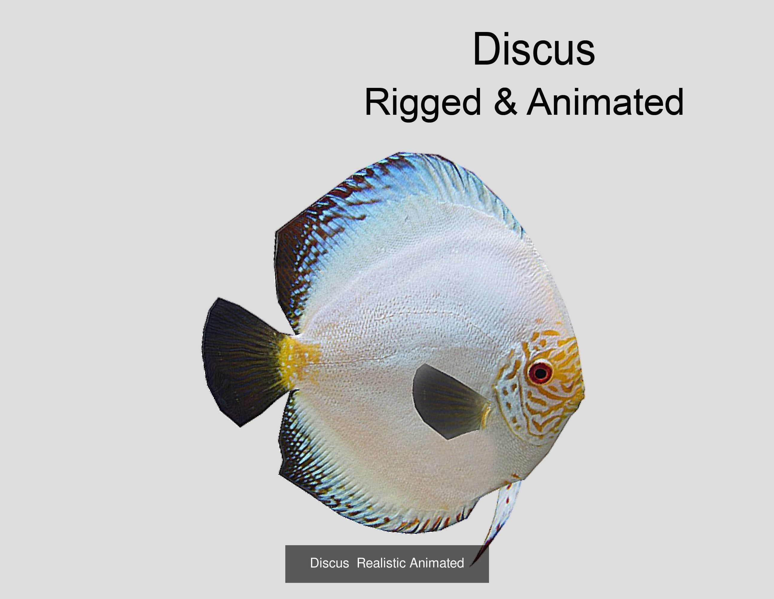 Coral Reef Fish Collection animated - Game Ready pack 8 _42