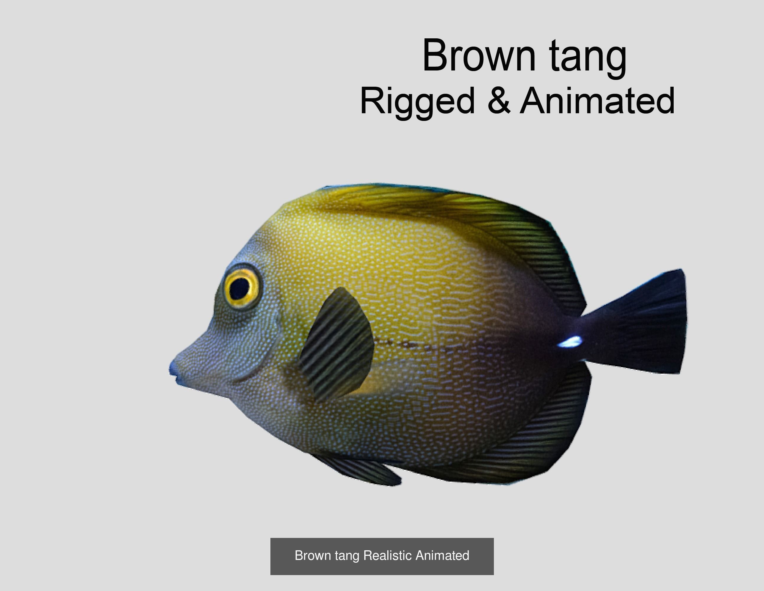 Coral Reef Fish Collection animated - Game Ready pack 8 _37