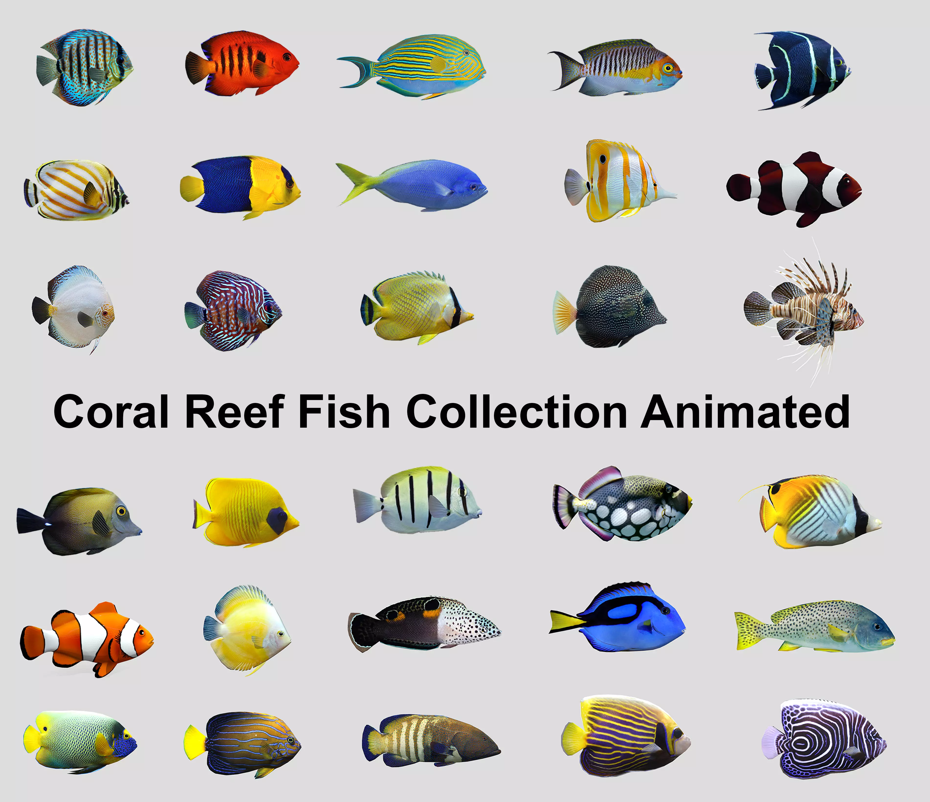 Coral Reef Fish Collection animated - Game Ready pack 8 _0