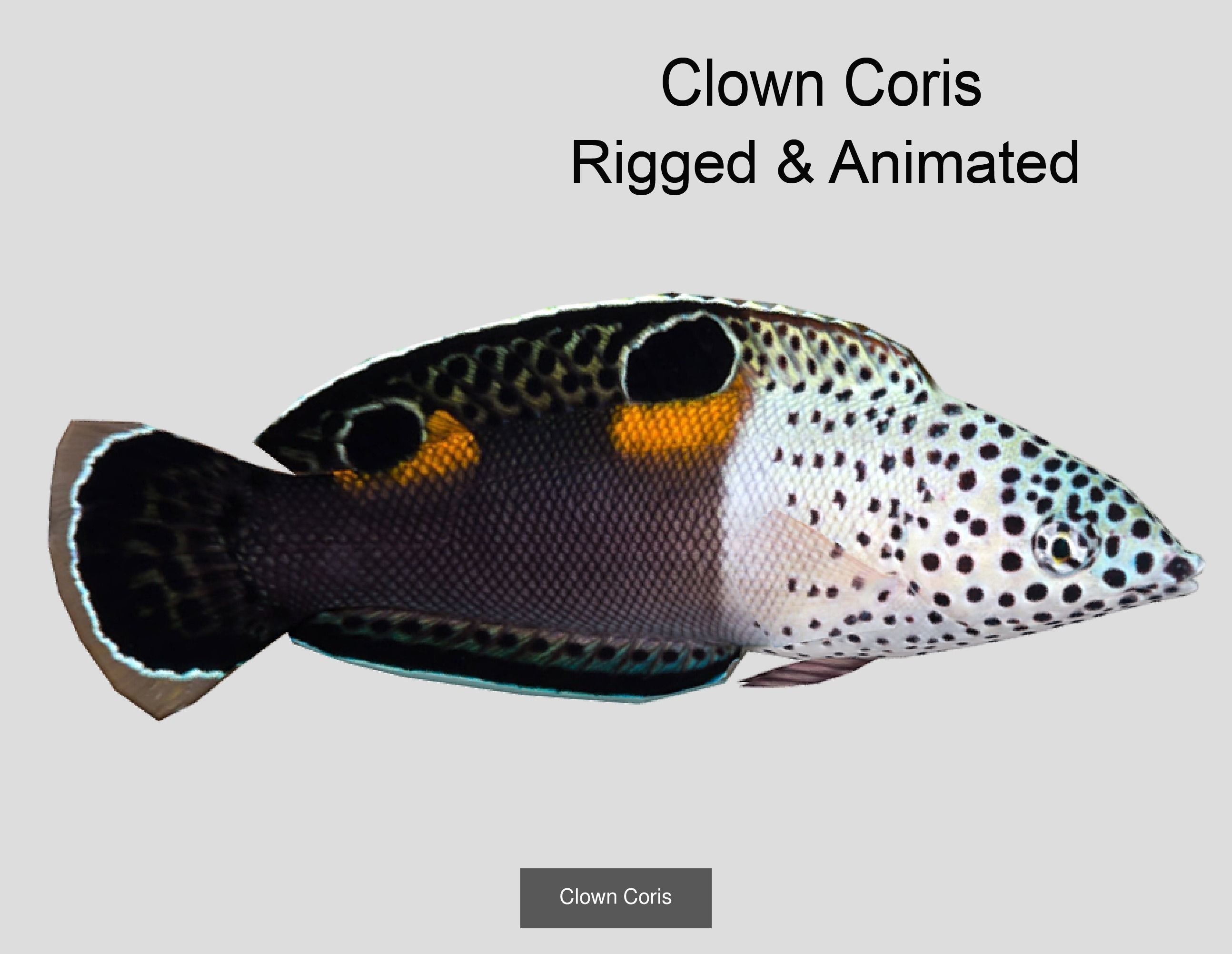 Coral Reef Fish Collection animated - Game Ready pack 8 _53