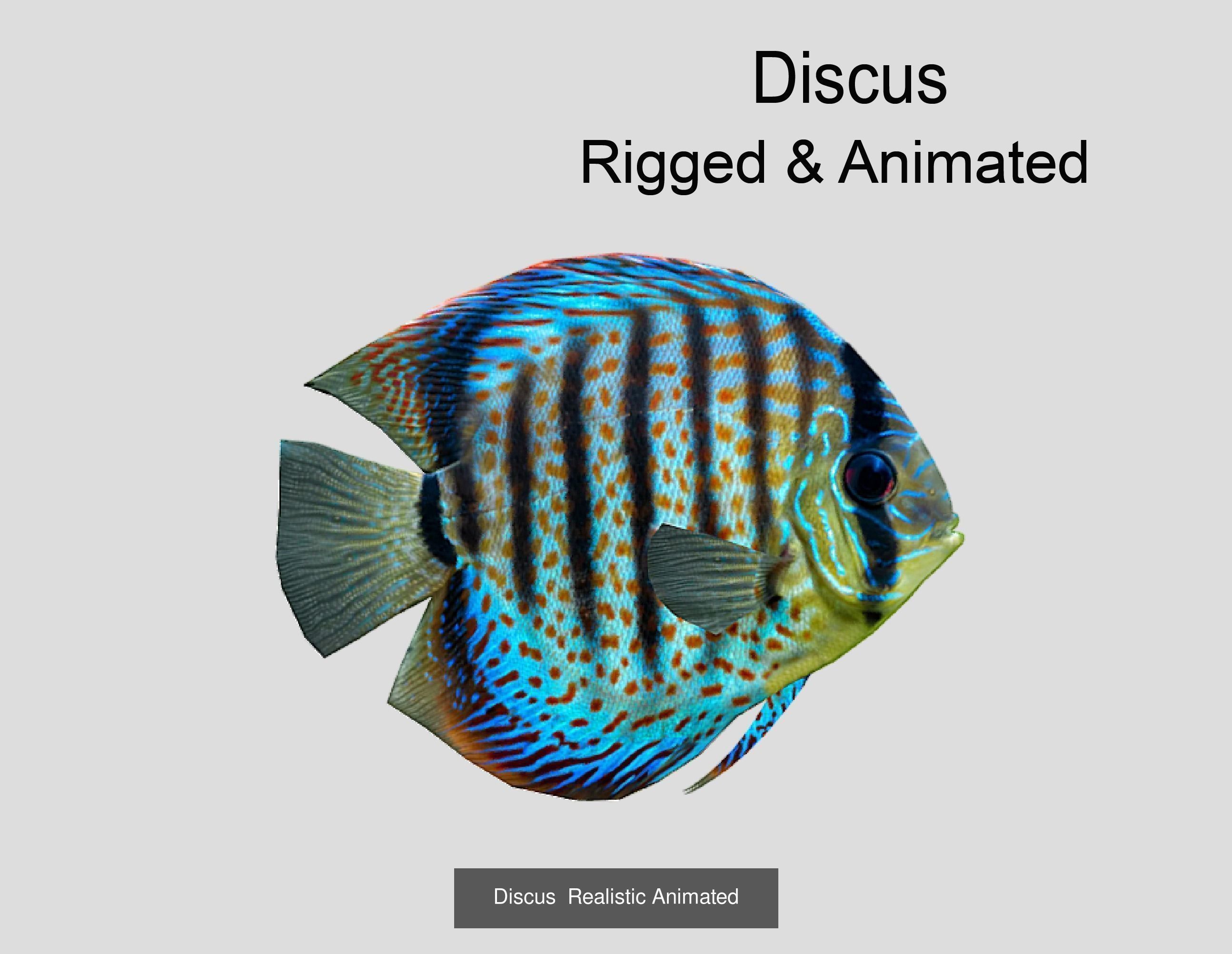 Coral Reef Fish Collection animated - Game Ready pack 8 _41