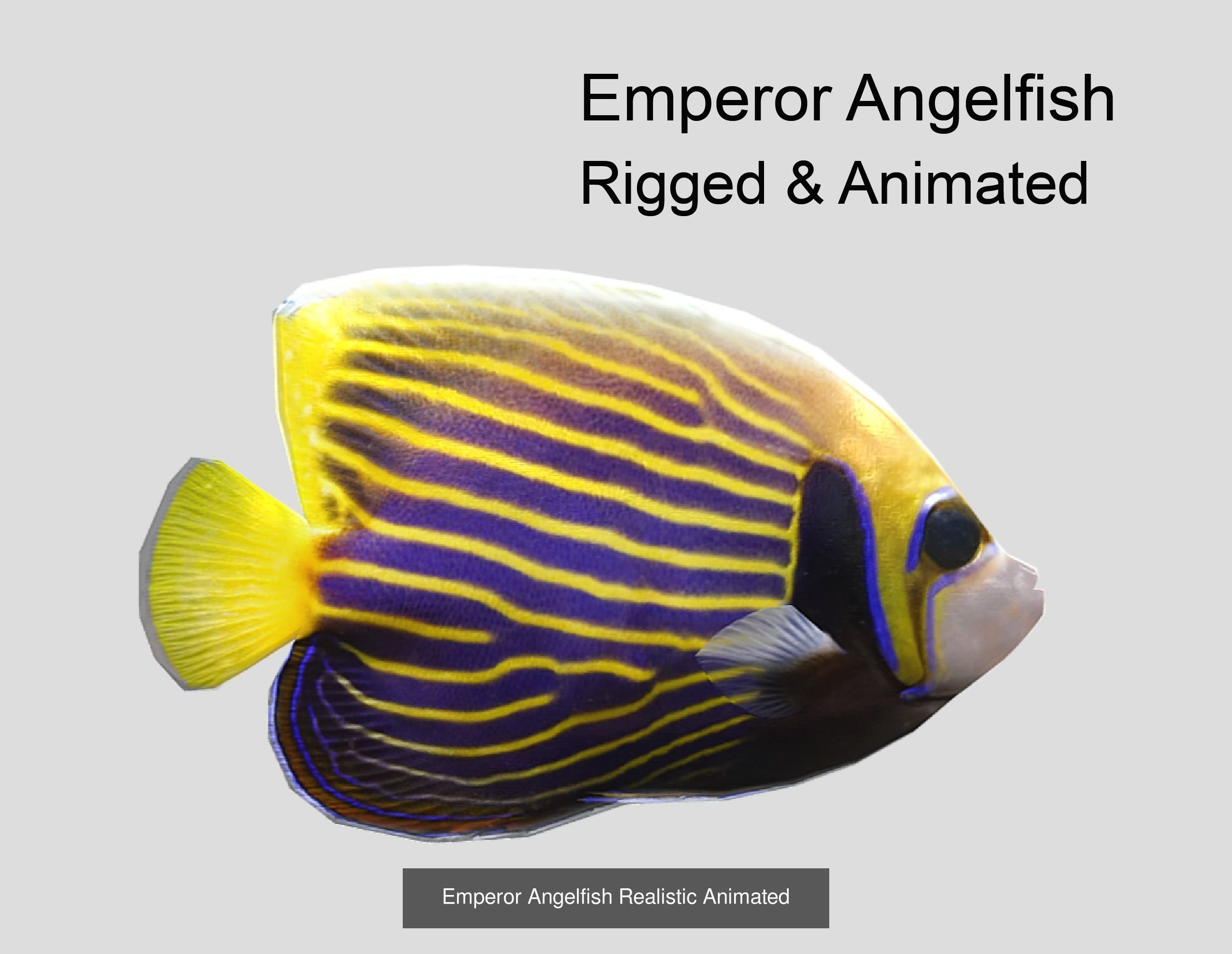 Coral Reef Fish Collection animated - Game Ready pack 8 _31