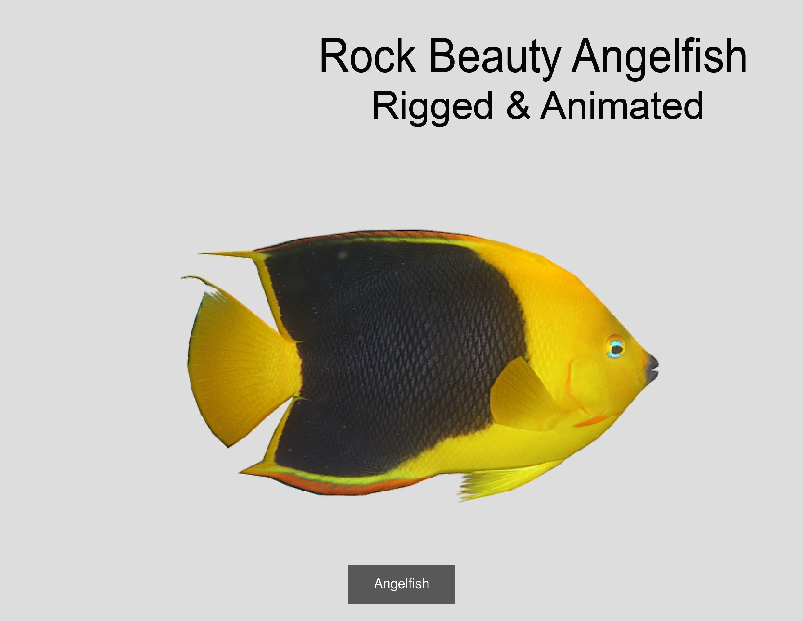 Coral Reef Fish Collection animated - Game Ready pack 8 _51