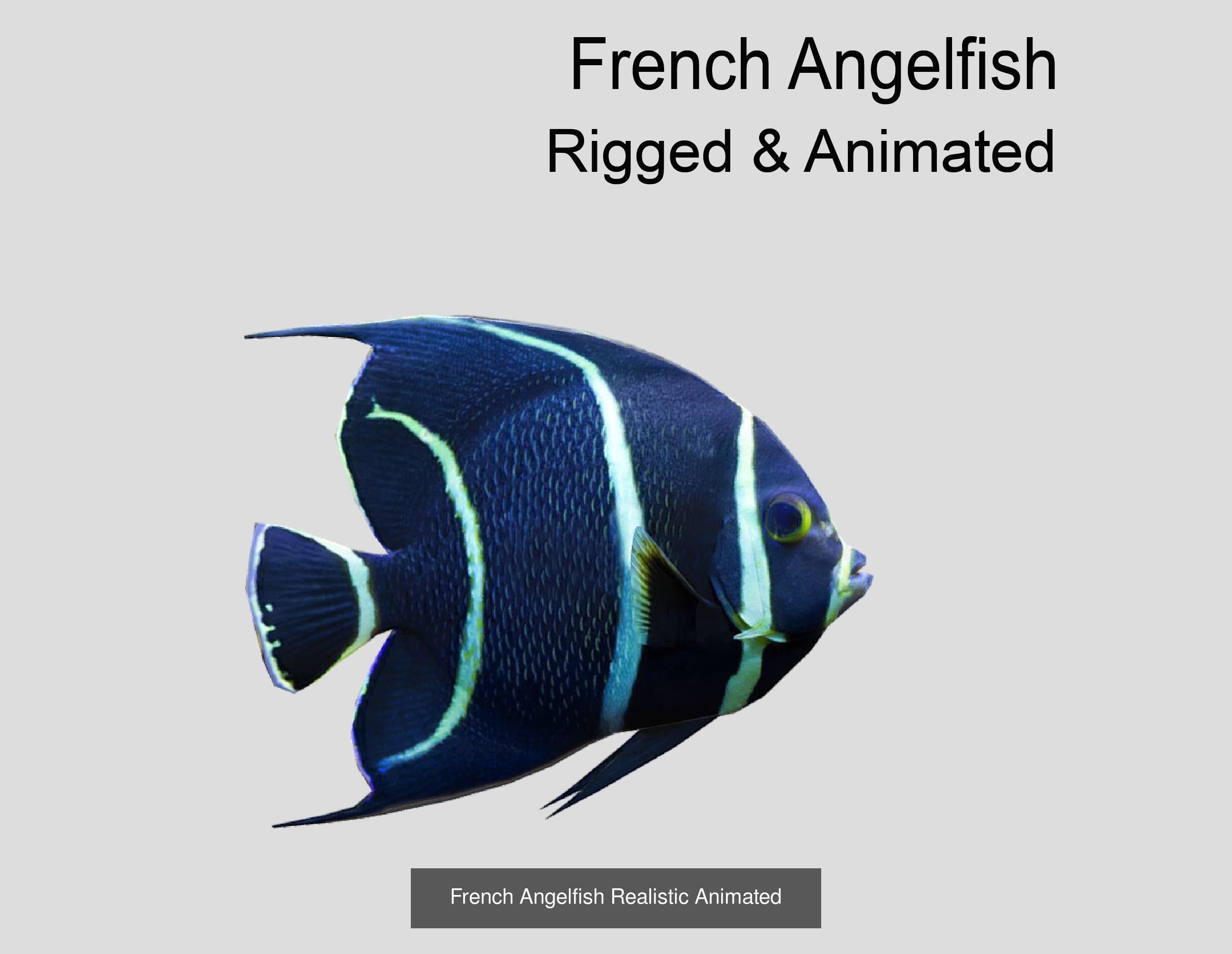 Coral Reef Fish Collection animated - Game Ready pack 8 _45