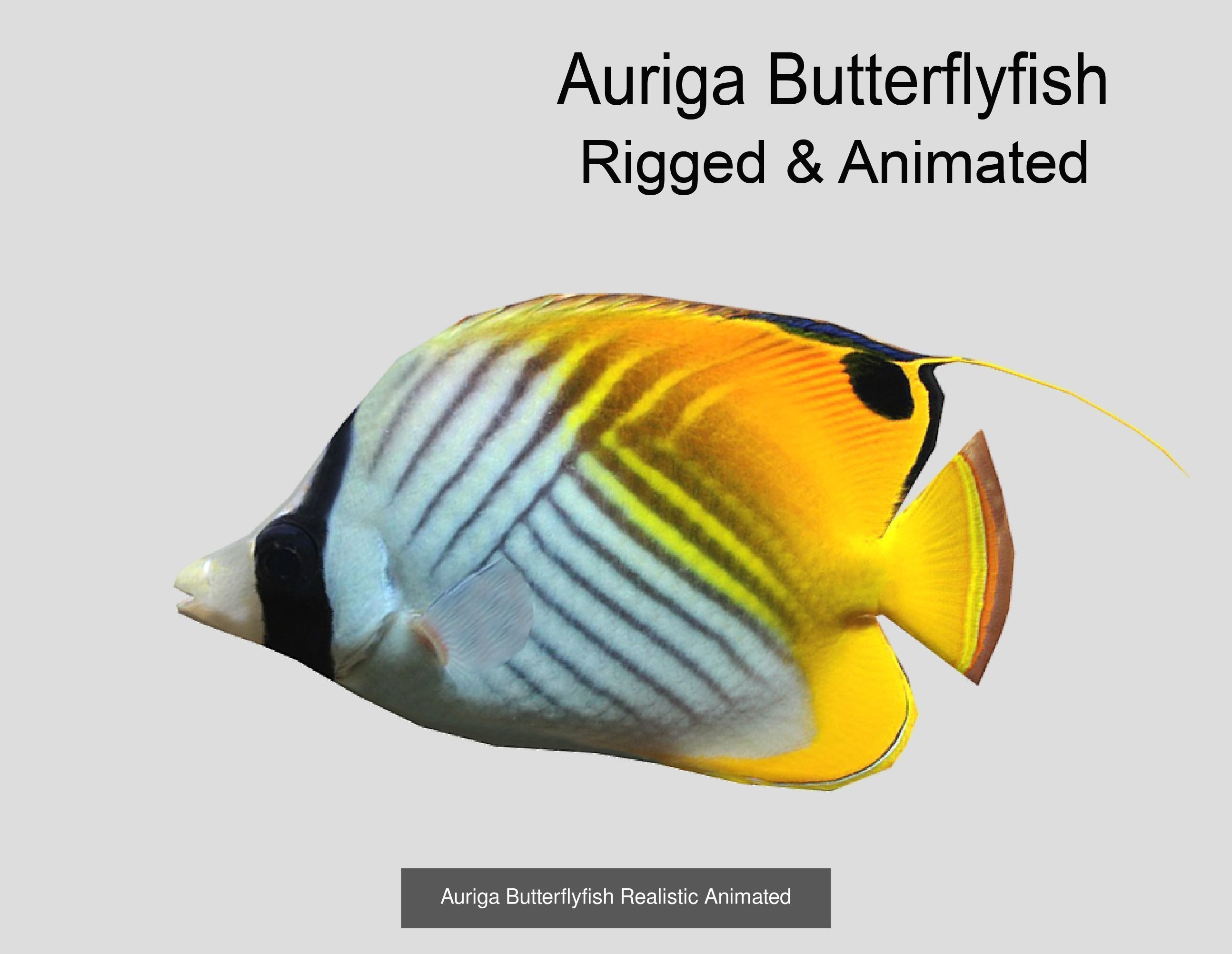 Coral Reef Fish Collection animated - Game Ready pack 8 _34