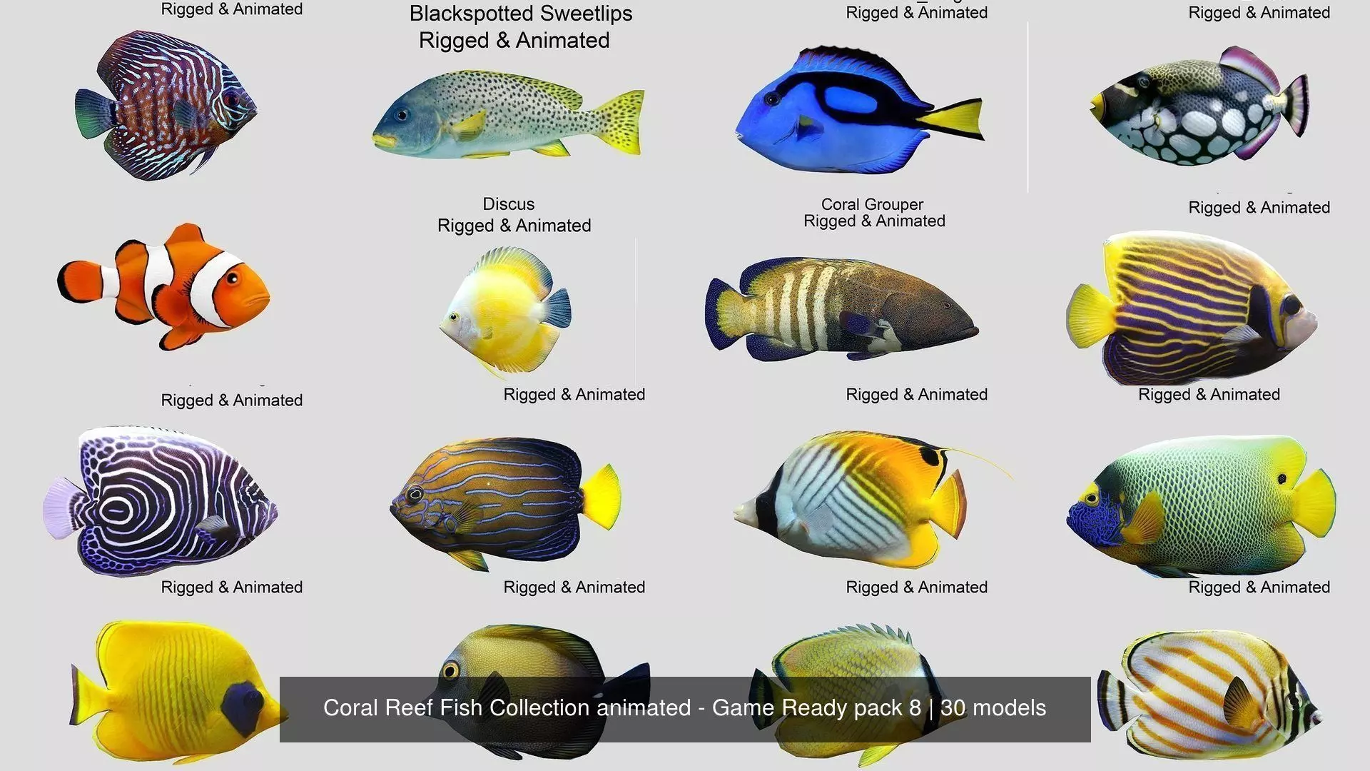 Coral Reef Fish Collection animated - Game Ready pack 8 _21