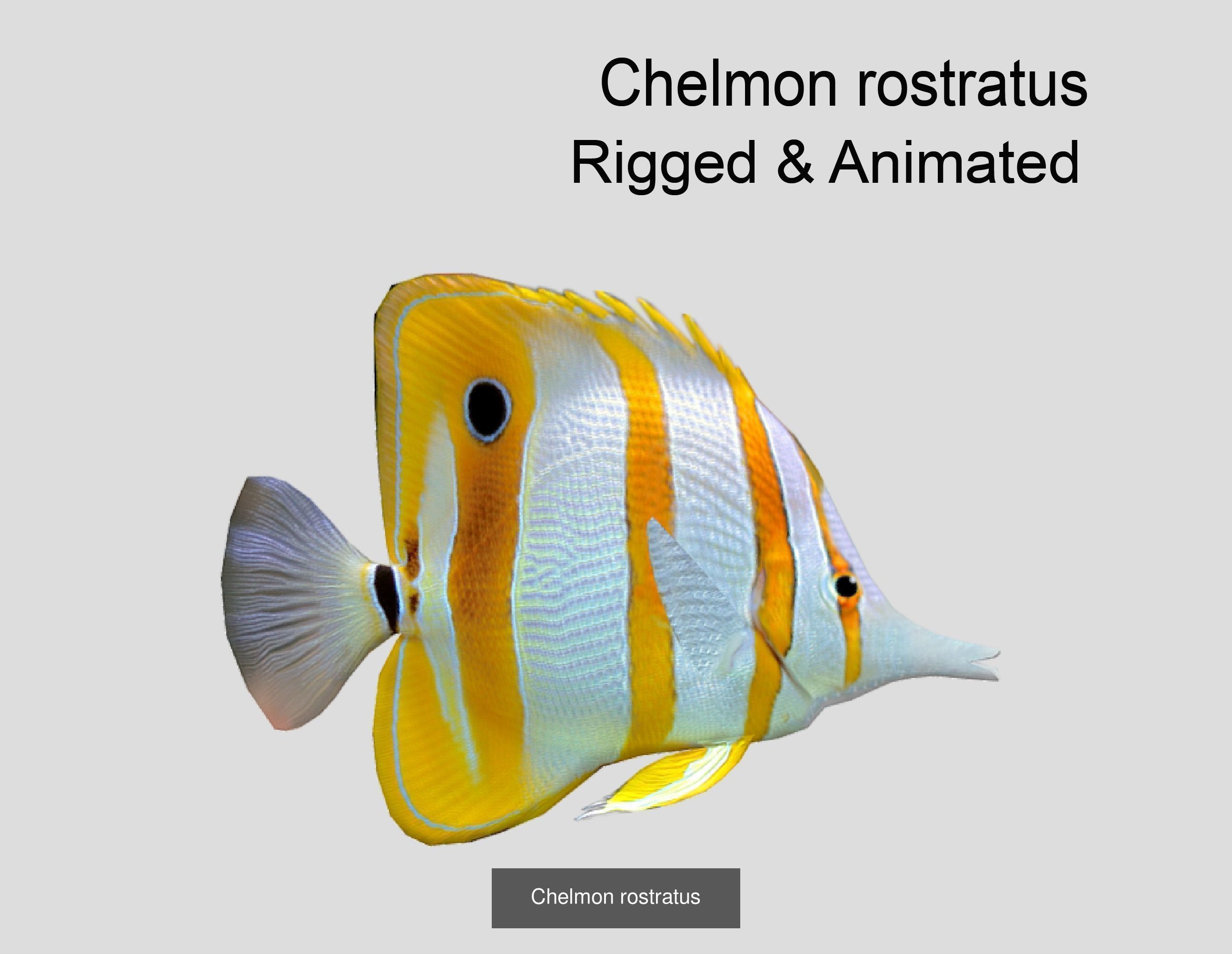 Coral Reef Fish Collection animated - Game Ready pack 8 _52