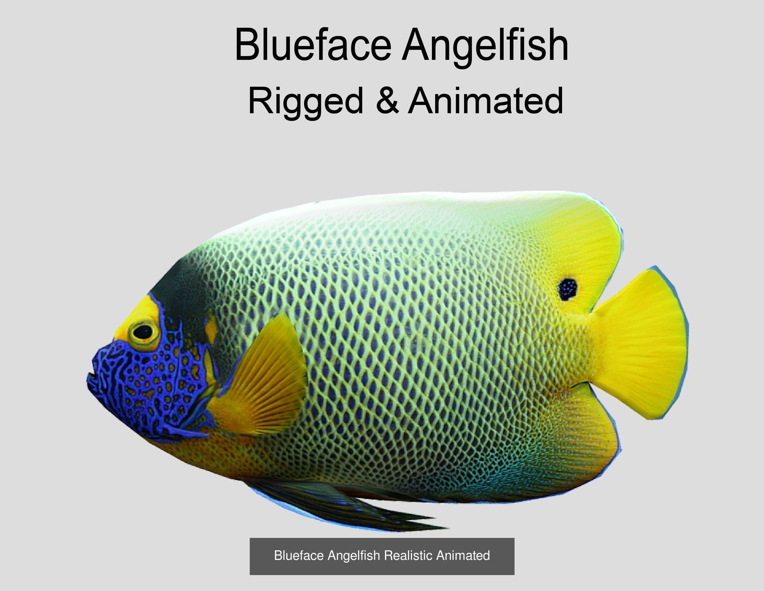 Coral Reef Fish Collection animated - Game Ready pack 8 _35