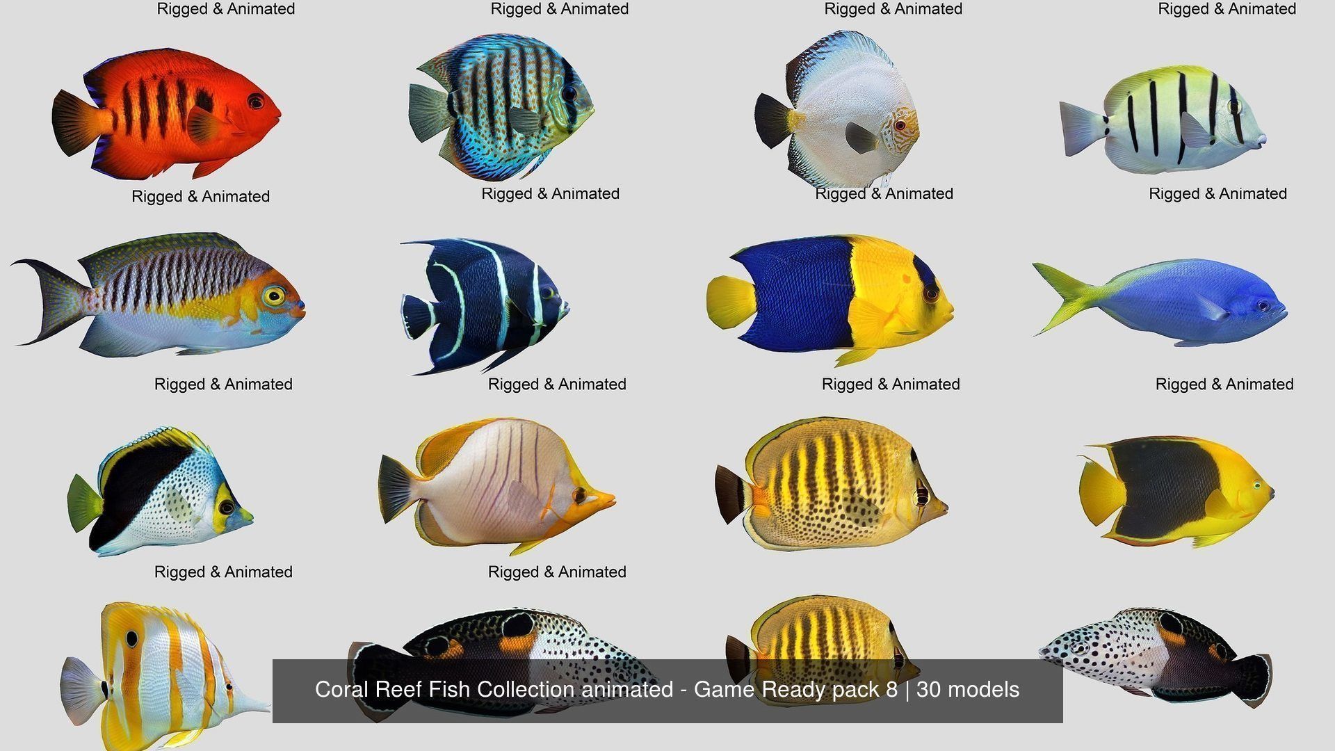 Coral Reef Fish Collection animated - Game Ready pack 8 _22