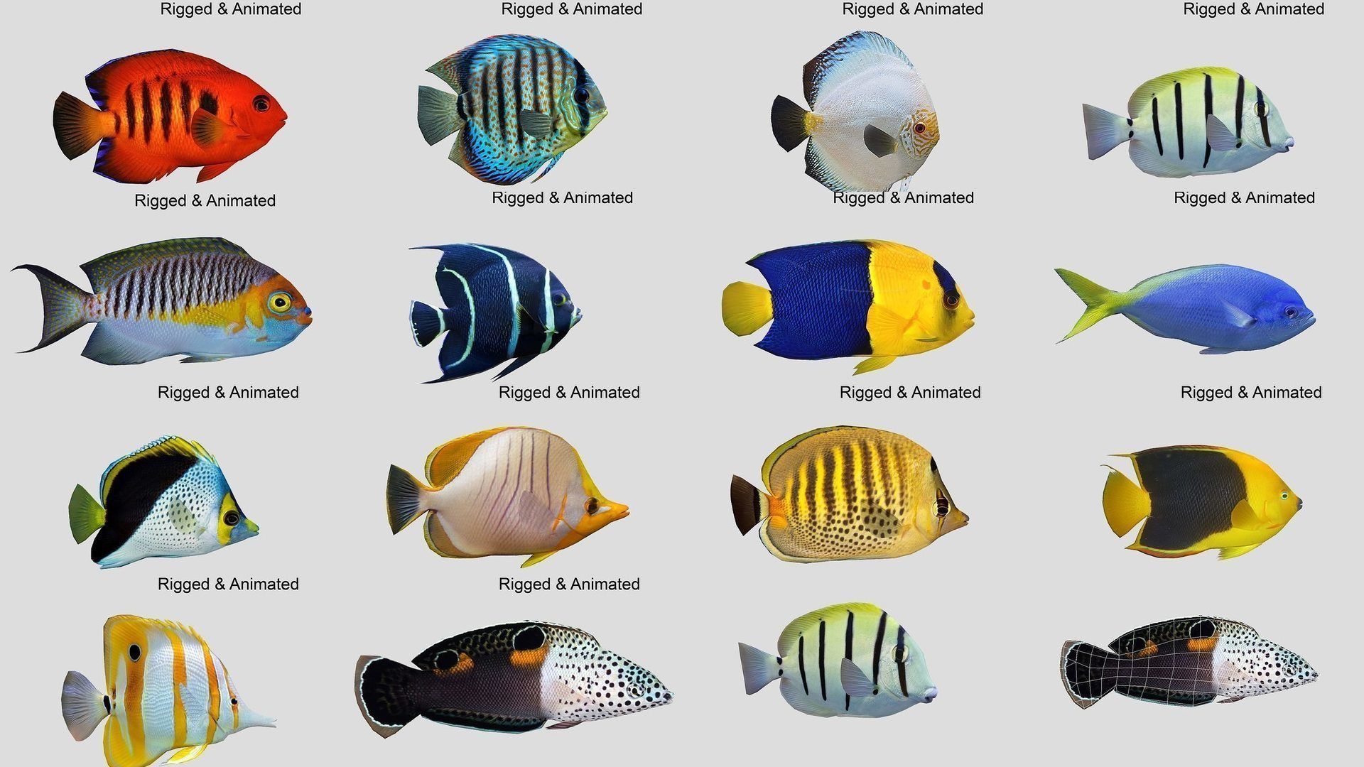 Coral Reef Fish Collection animated - Game Ready pack 8 _23