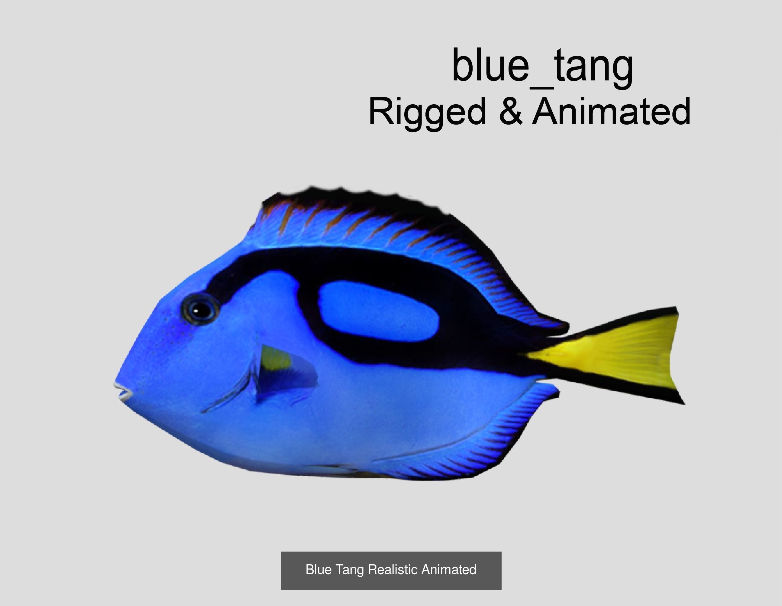 Coral Reef Fish Collection animated - Game Ready pack 8 _26