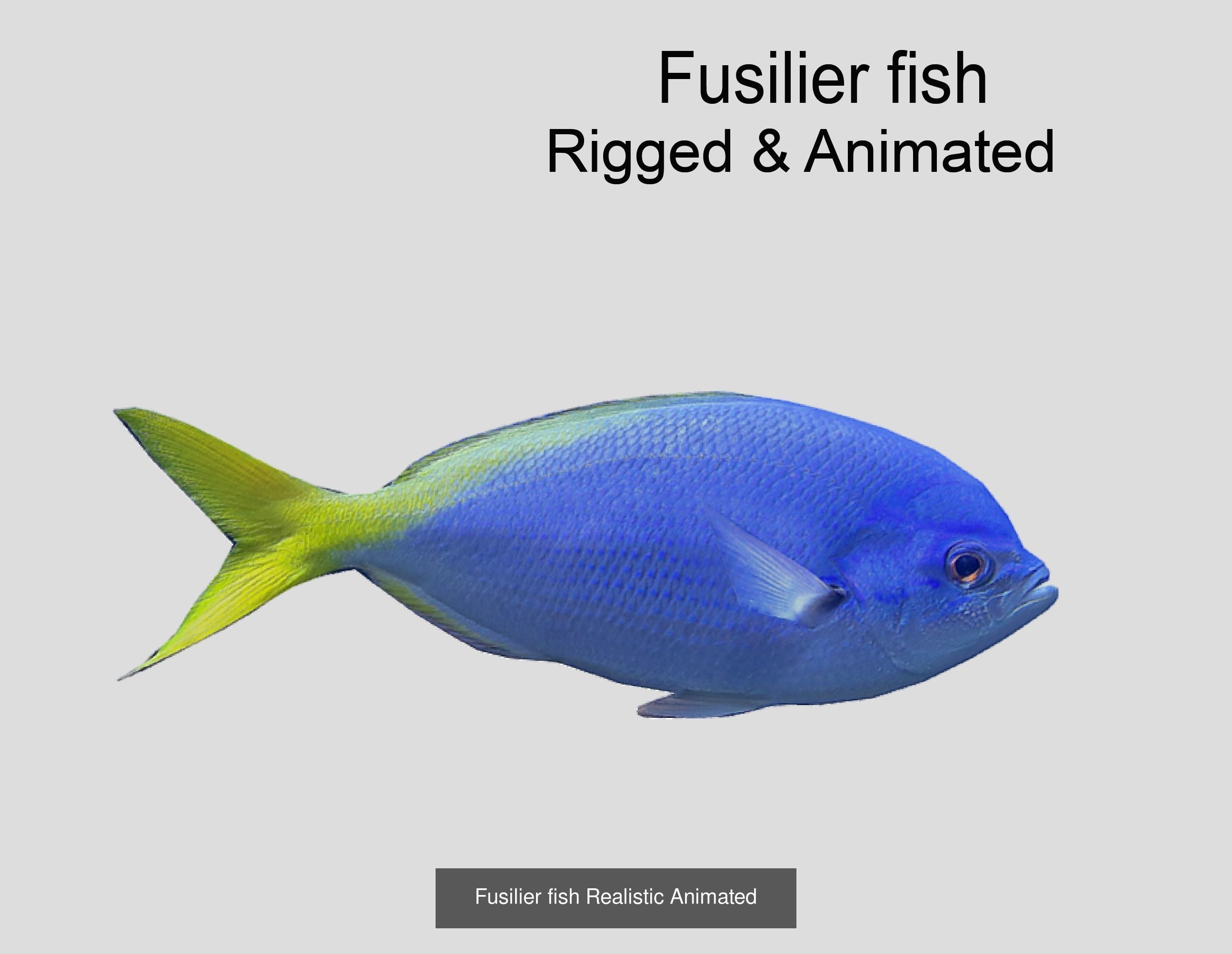 Coral Reef Fish Collection animated - Game Ready pack 8 _47