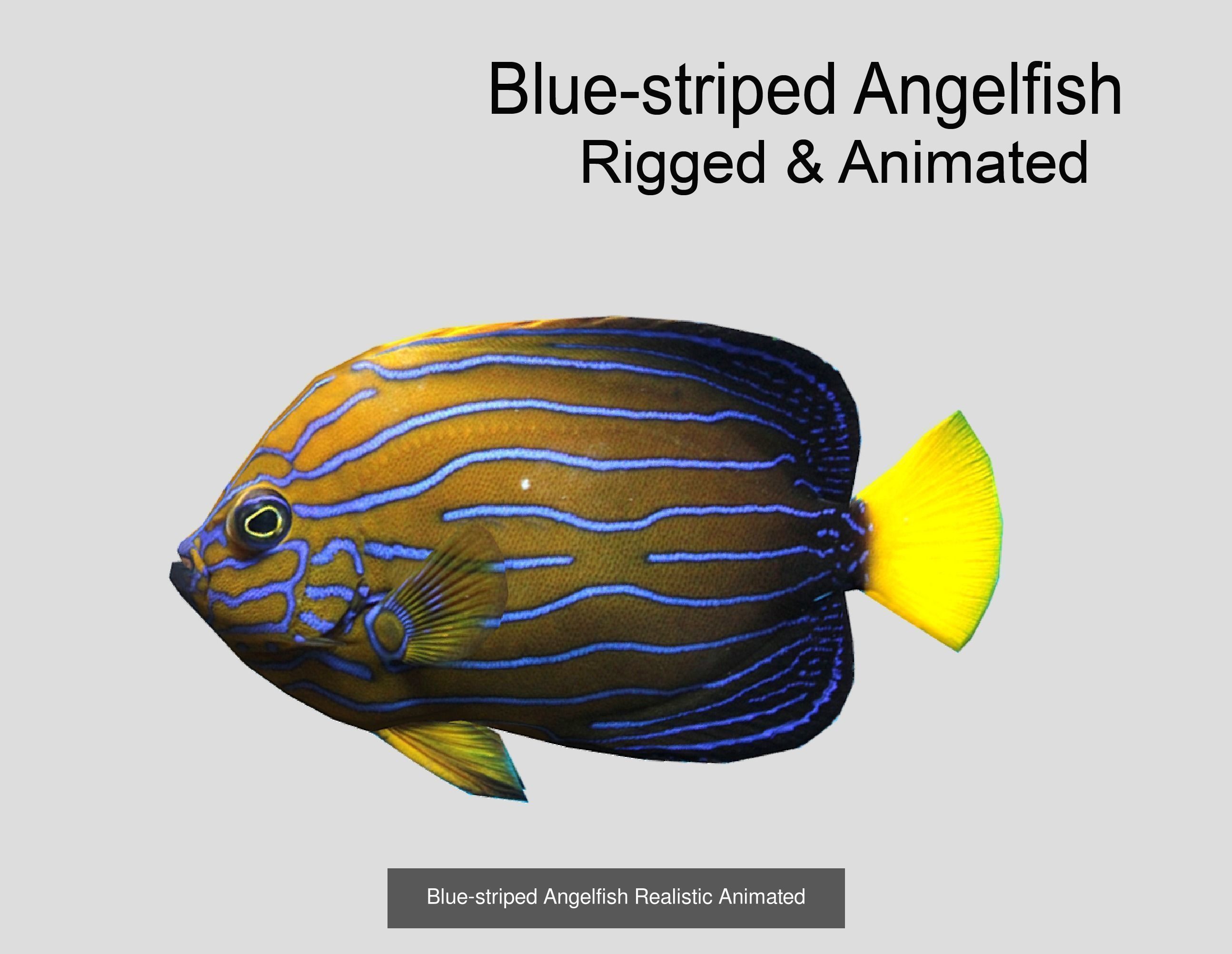 Coral Reef Fish Collection animated - Game Ready pack 8 _33