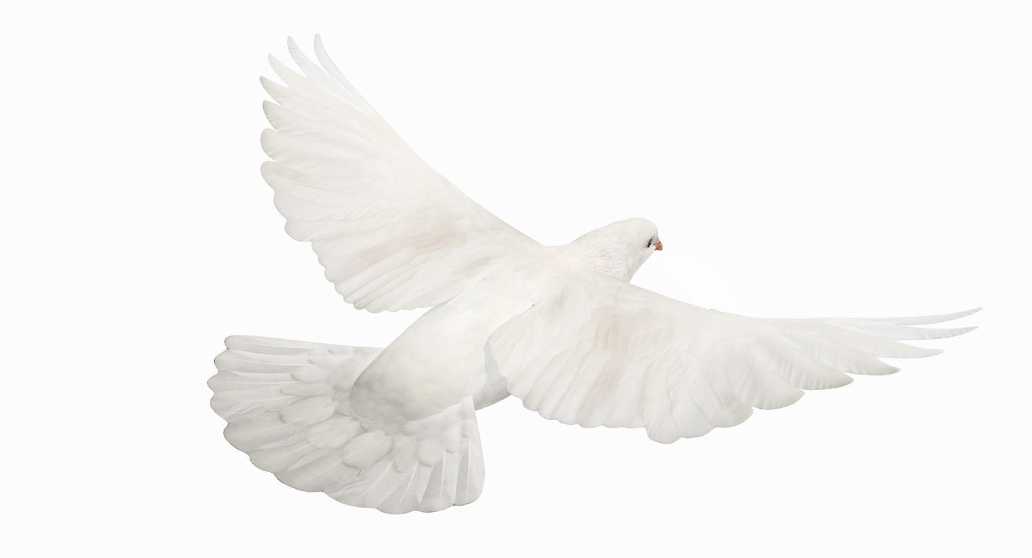 Pigeon Low-poly 3D model_4