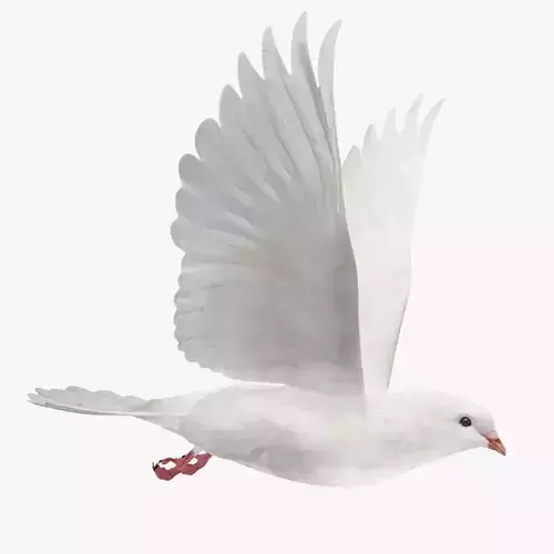 Pigeon Low-poly 3D model