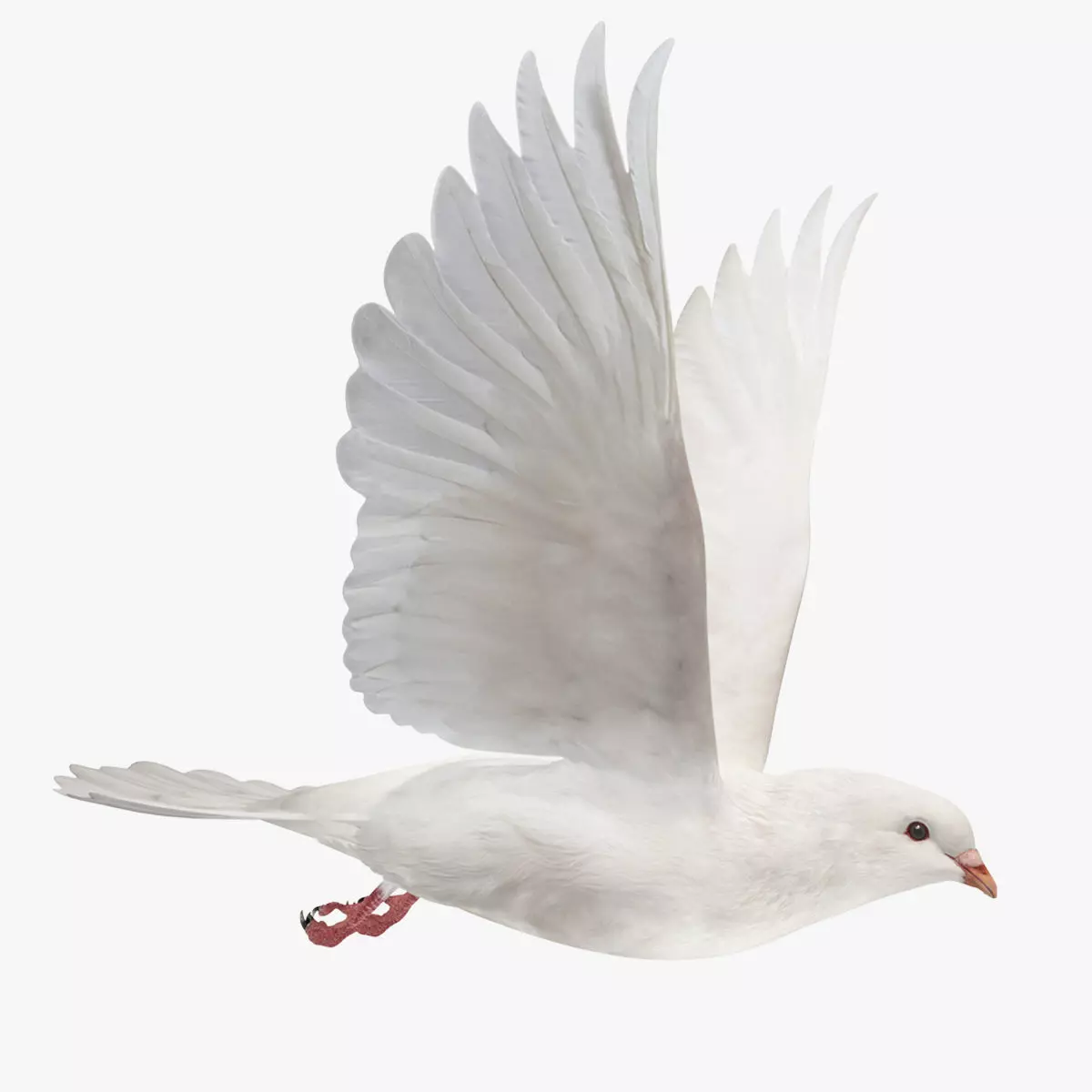 Pigeon Low-poly 3D model_0