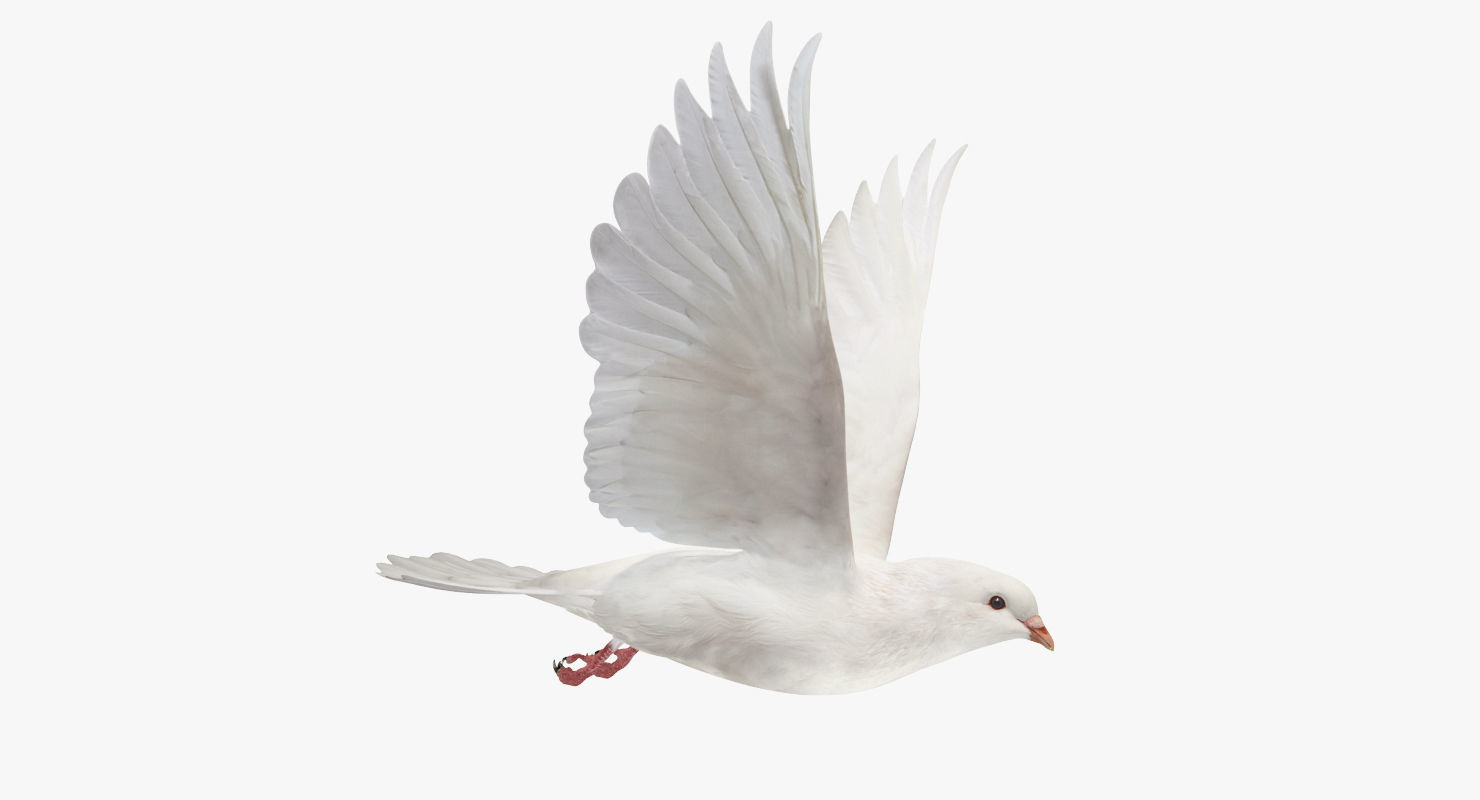 Pigeon Low-poly 3D model_2