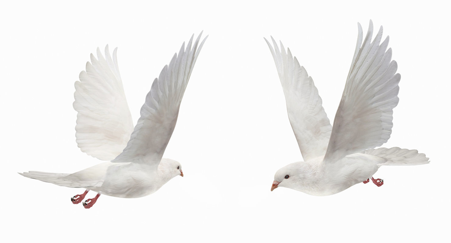 Pigeon Low-poly 3D model_3