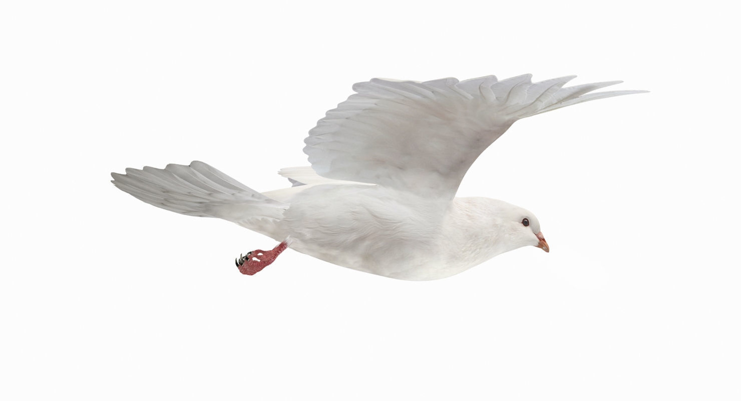 Pigeon Low-poly 3D model_5