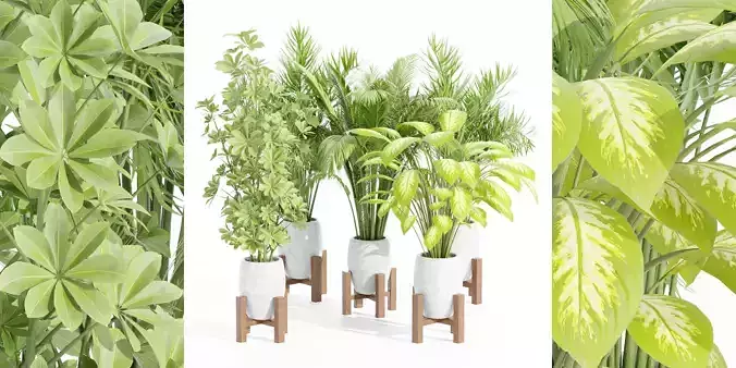 indoor plants collection vol 62-Blender 3D model