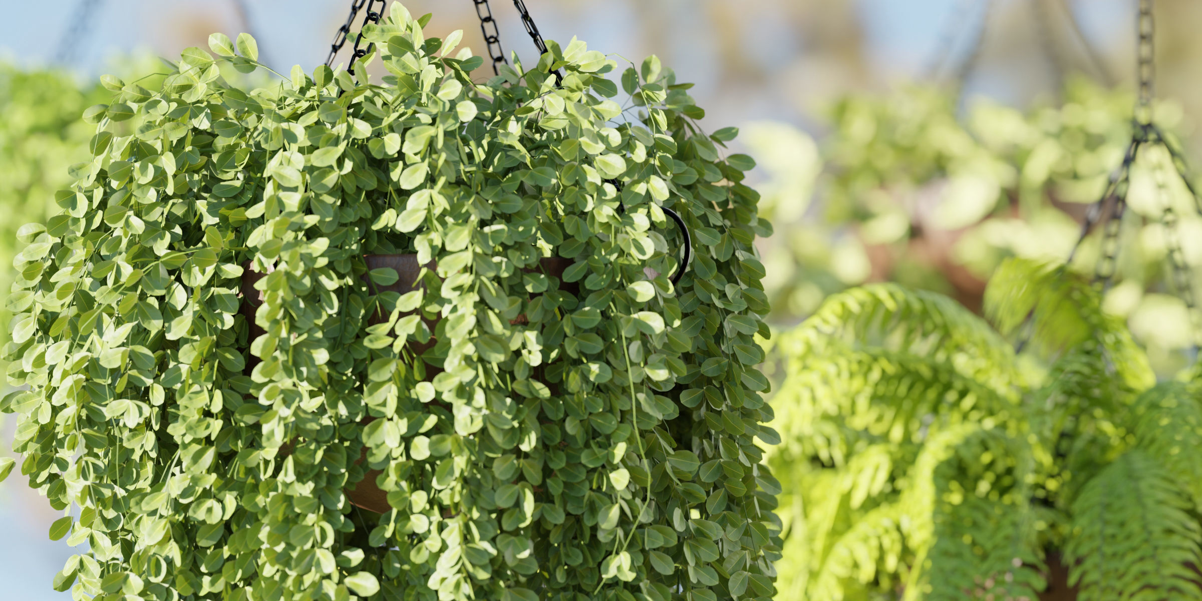 Hanging plants collection vol 33-Blender 3D model_1