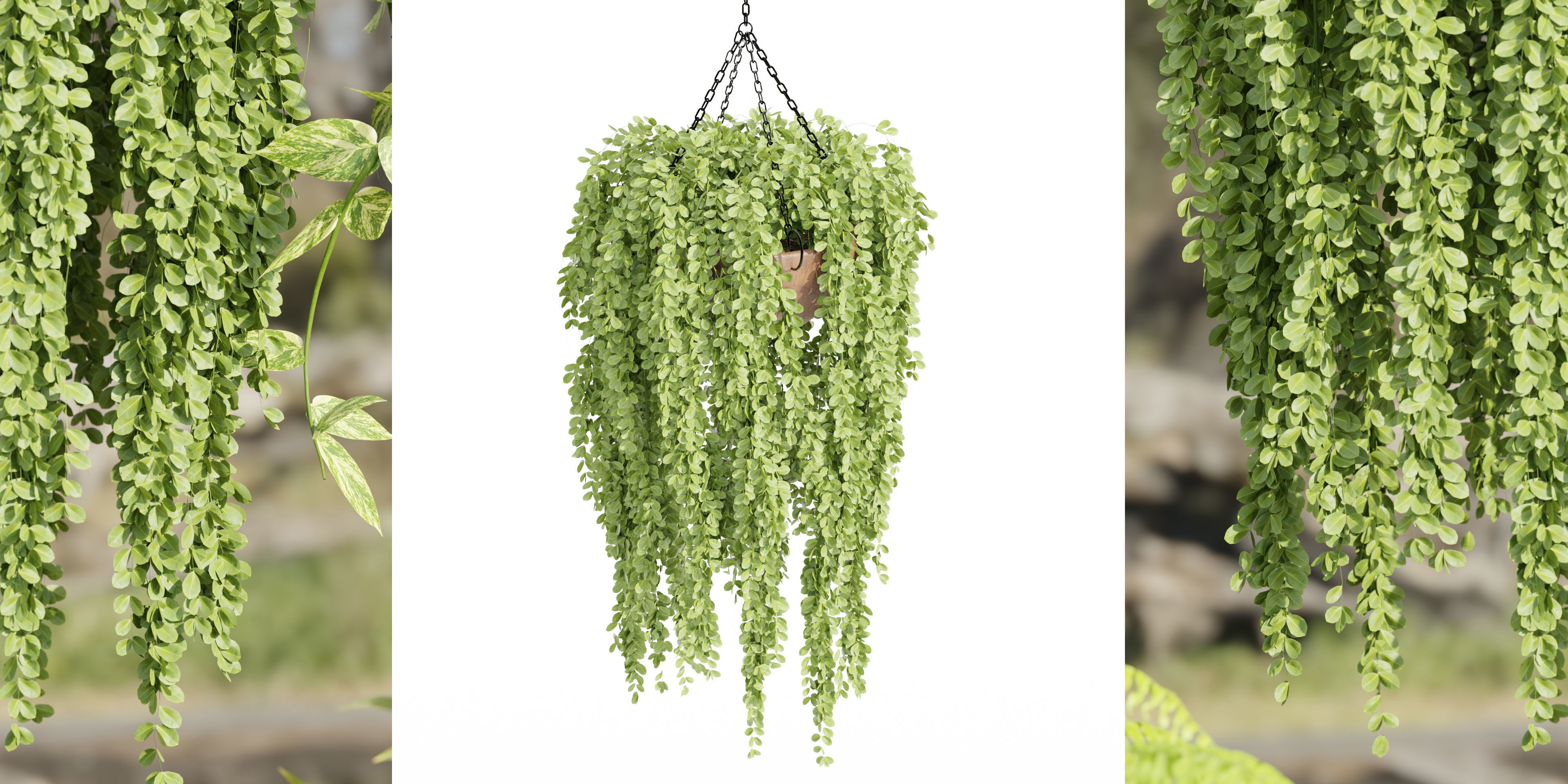 Hanging plants collection vol 33-Blender 3D model_2