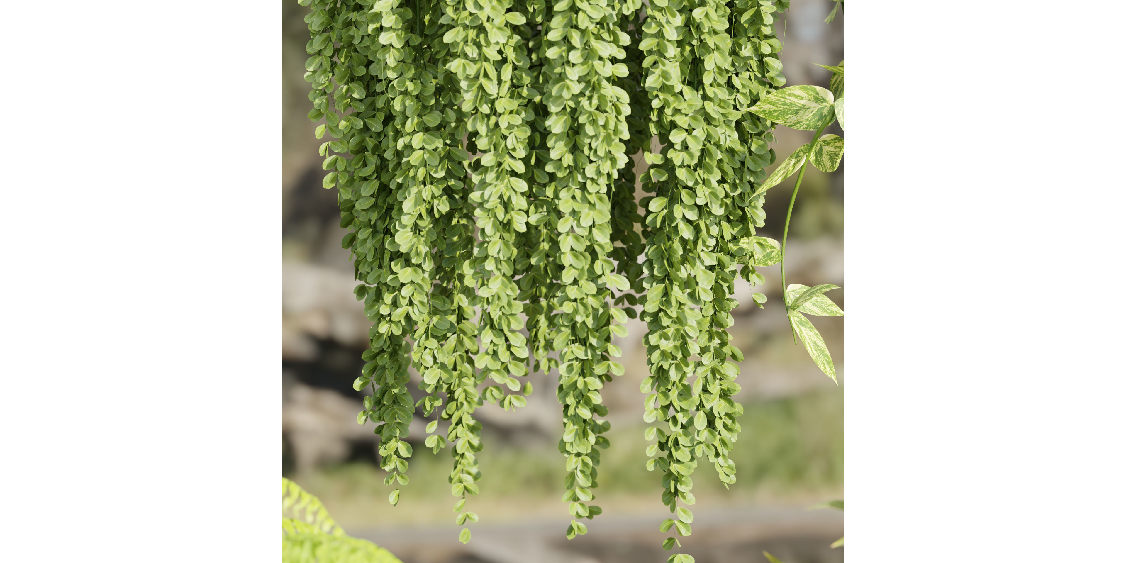 Hanging plants collection vol 33-Blender 3D model_6