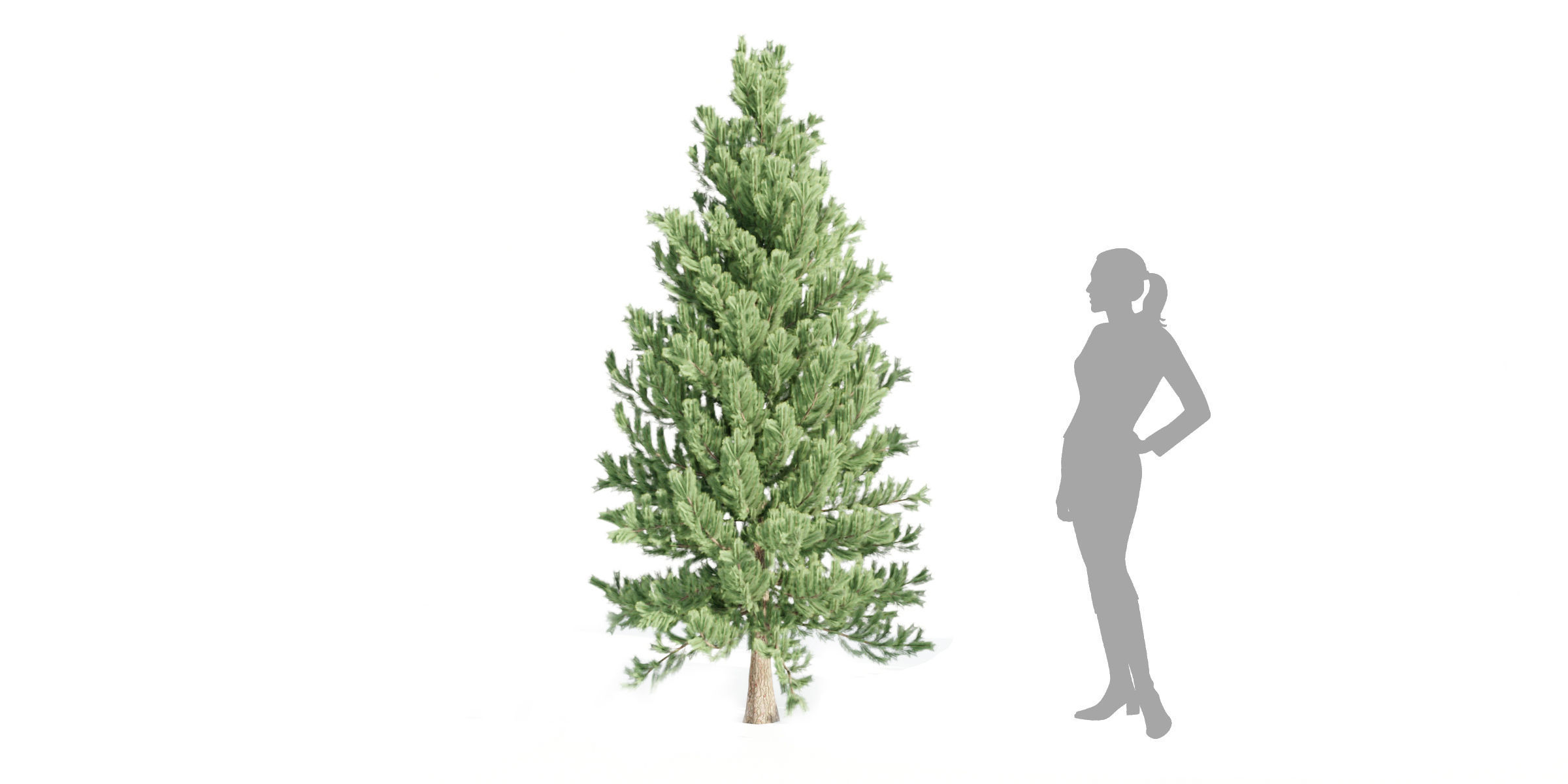 coniferous pine collection vol 2-Blender 3D model_3