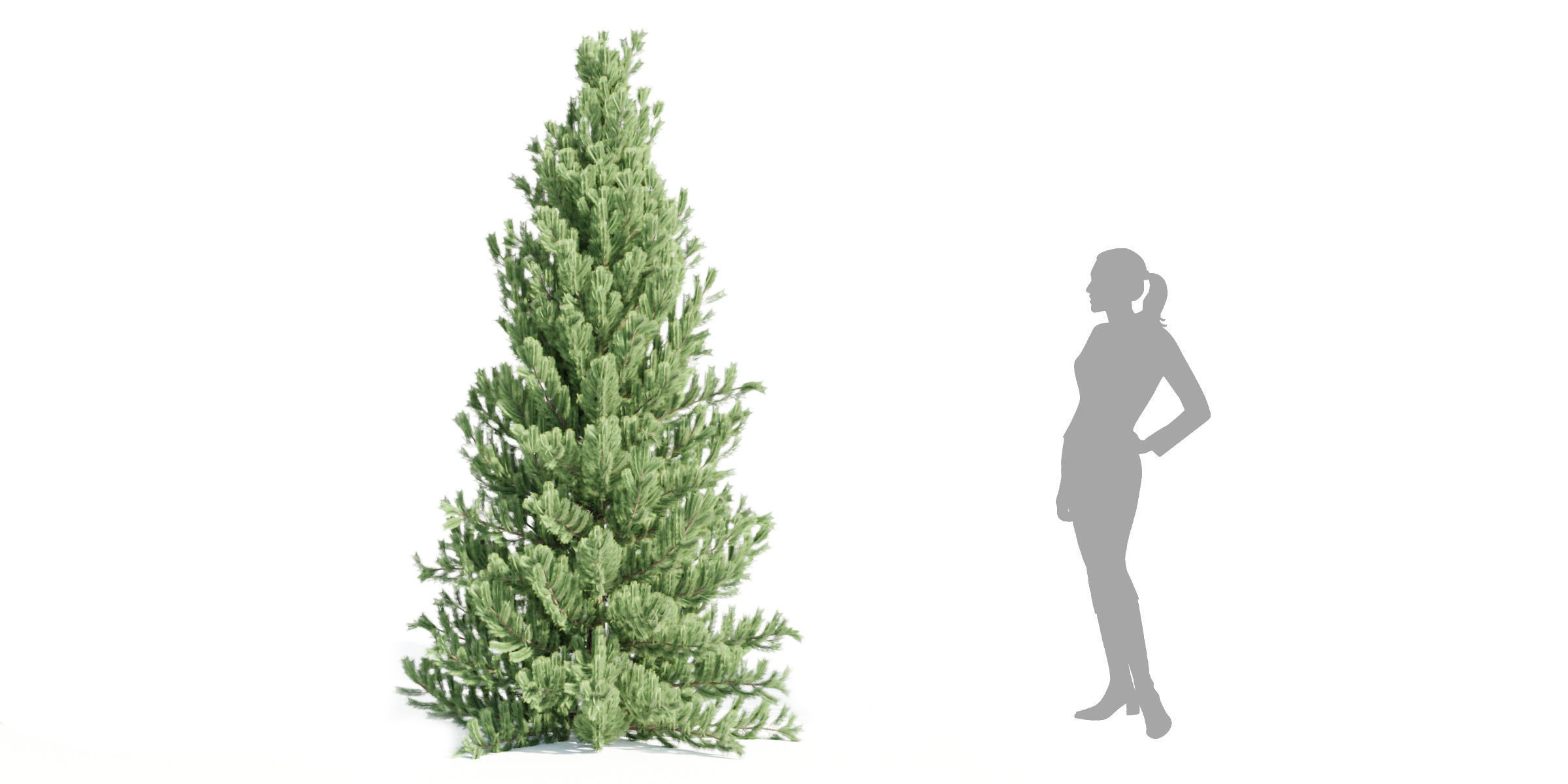 coniferous pine collection vol 2-Blender 3D model_2