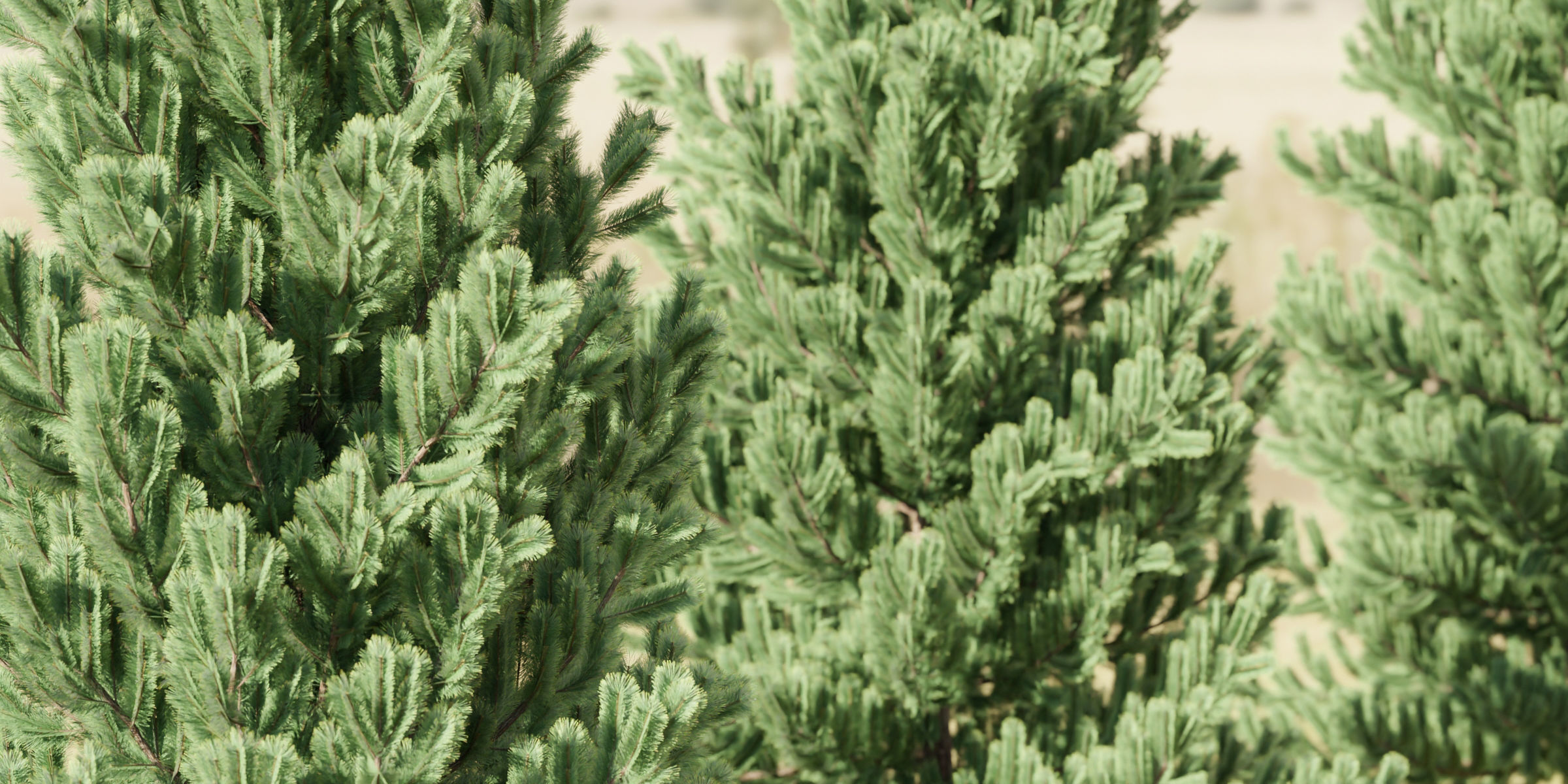coniferous pine collection vol 2-Blender 3D model_1