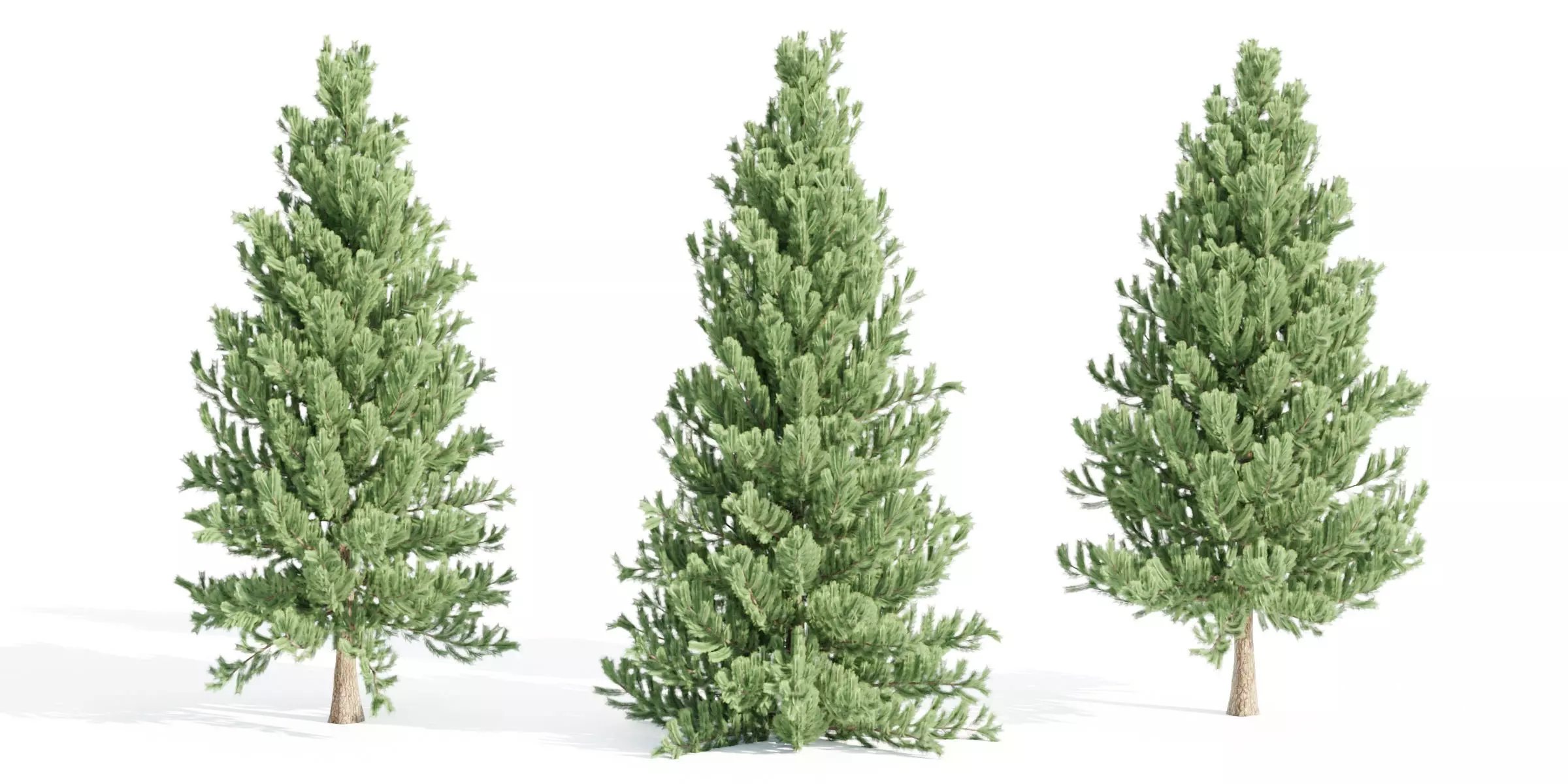 coniferous pine collection vol 2-Blender 3D model_0