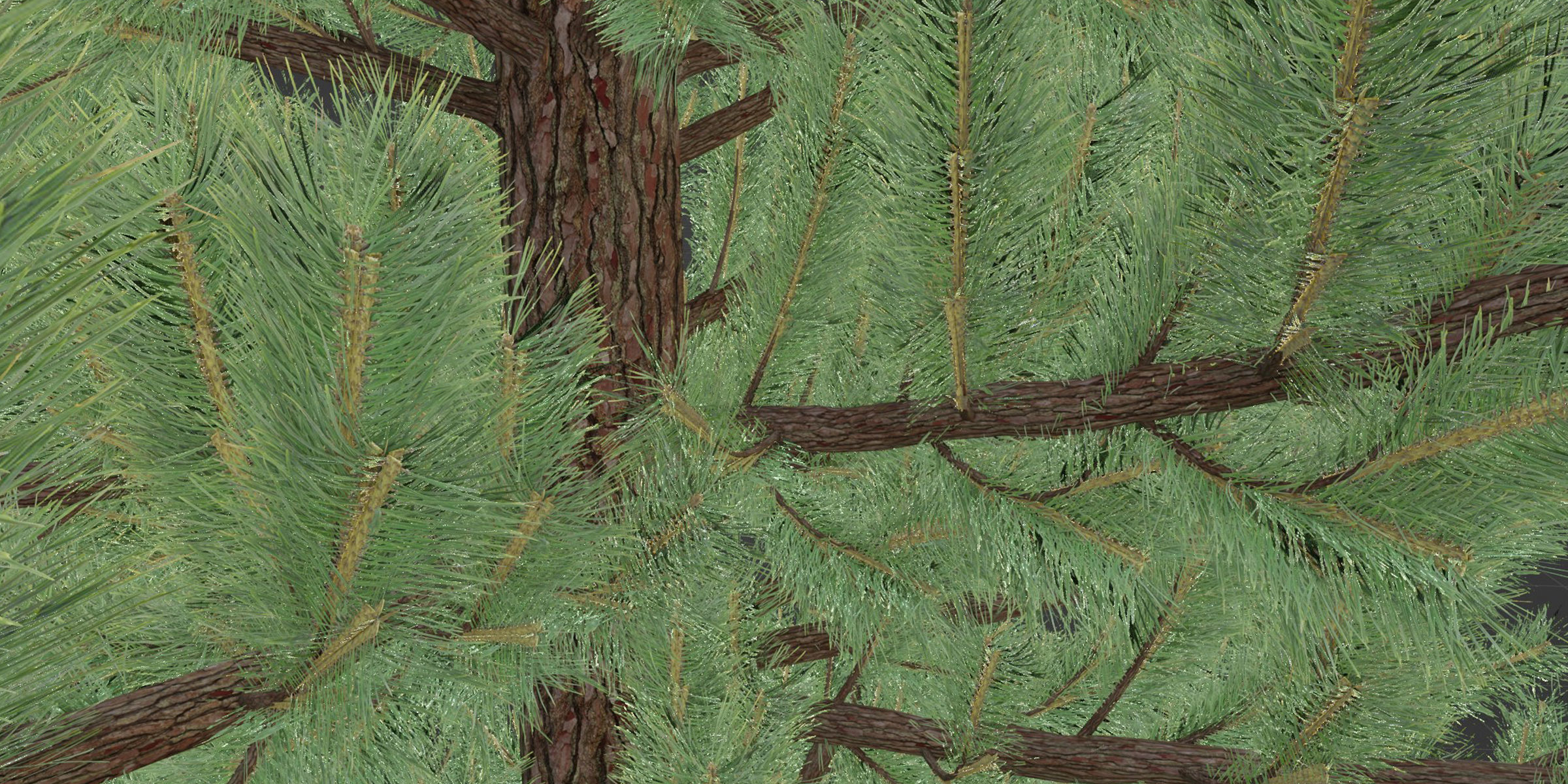coniferous pine collection vol 2-Blender 3D model_7