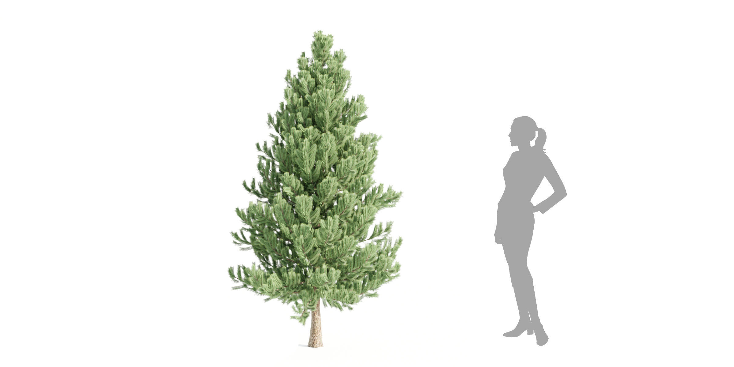 coniferous pine collection vol 2-Blender 3D model_4