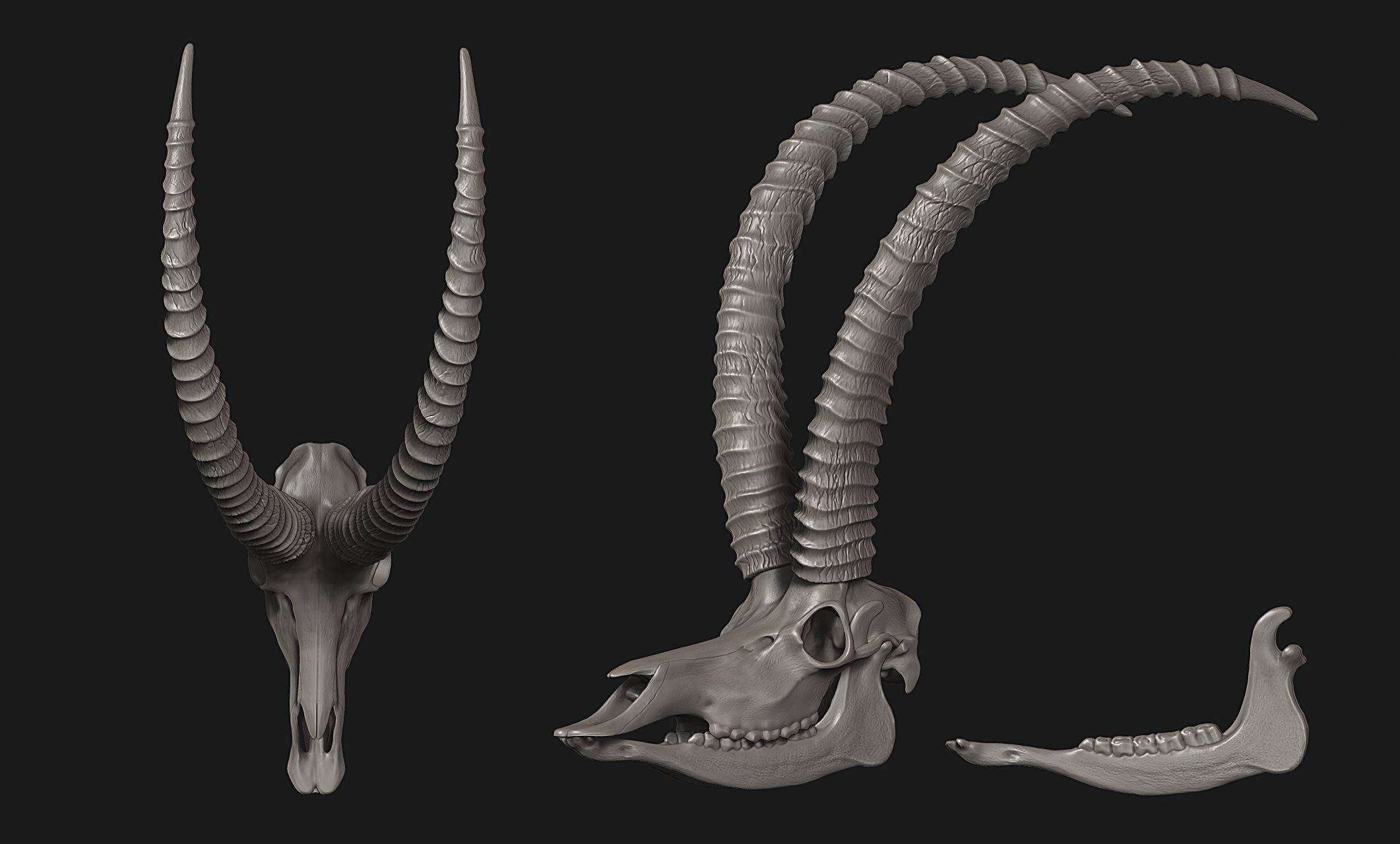 Sable Antelope - Hippotragus niger Skull 3D print model_6
