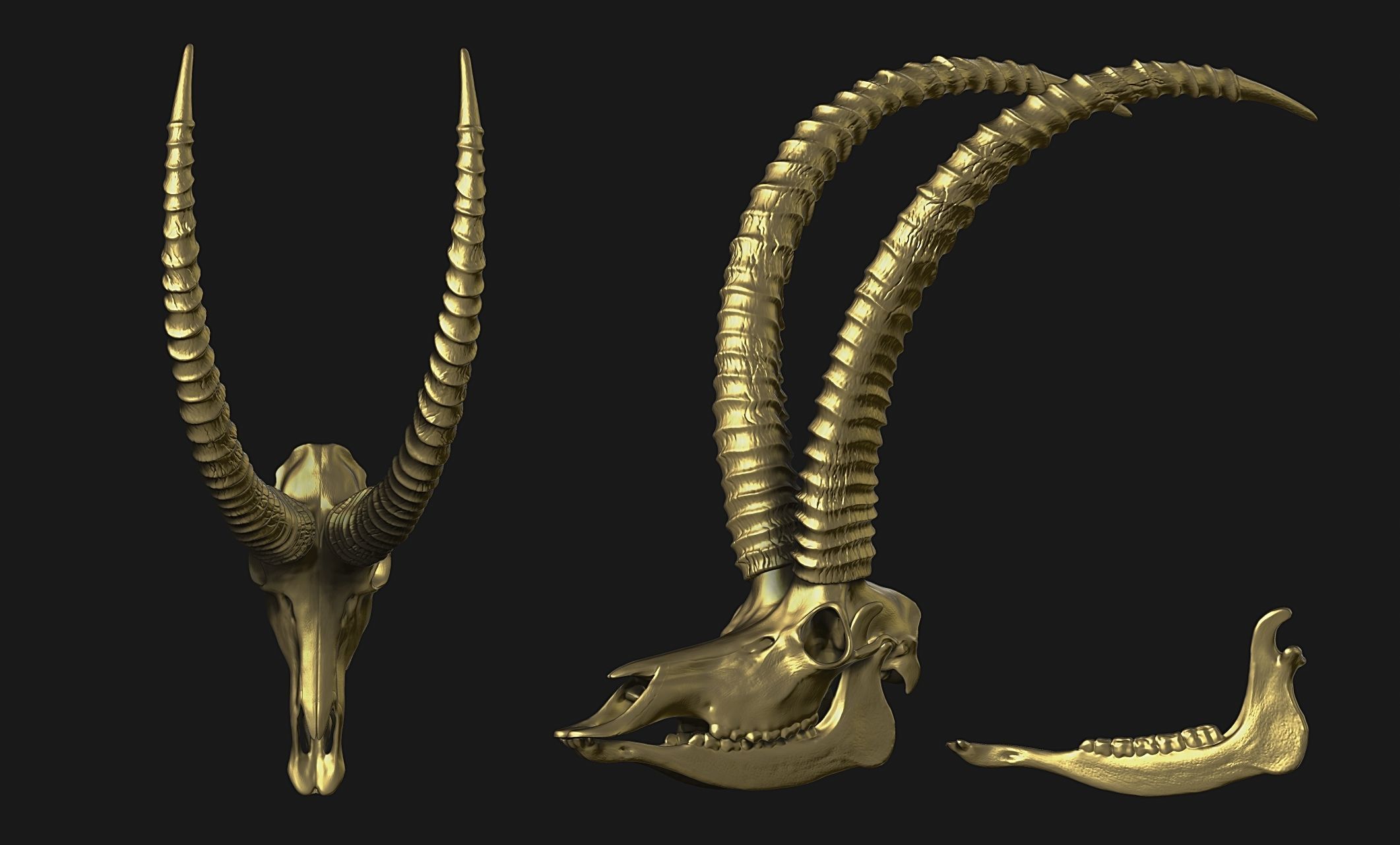 Sable Antelope - Hippotragus niger Skull 3D print model_20