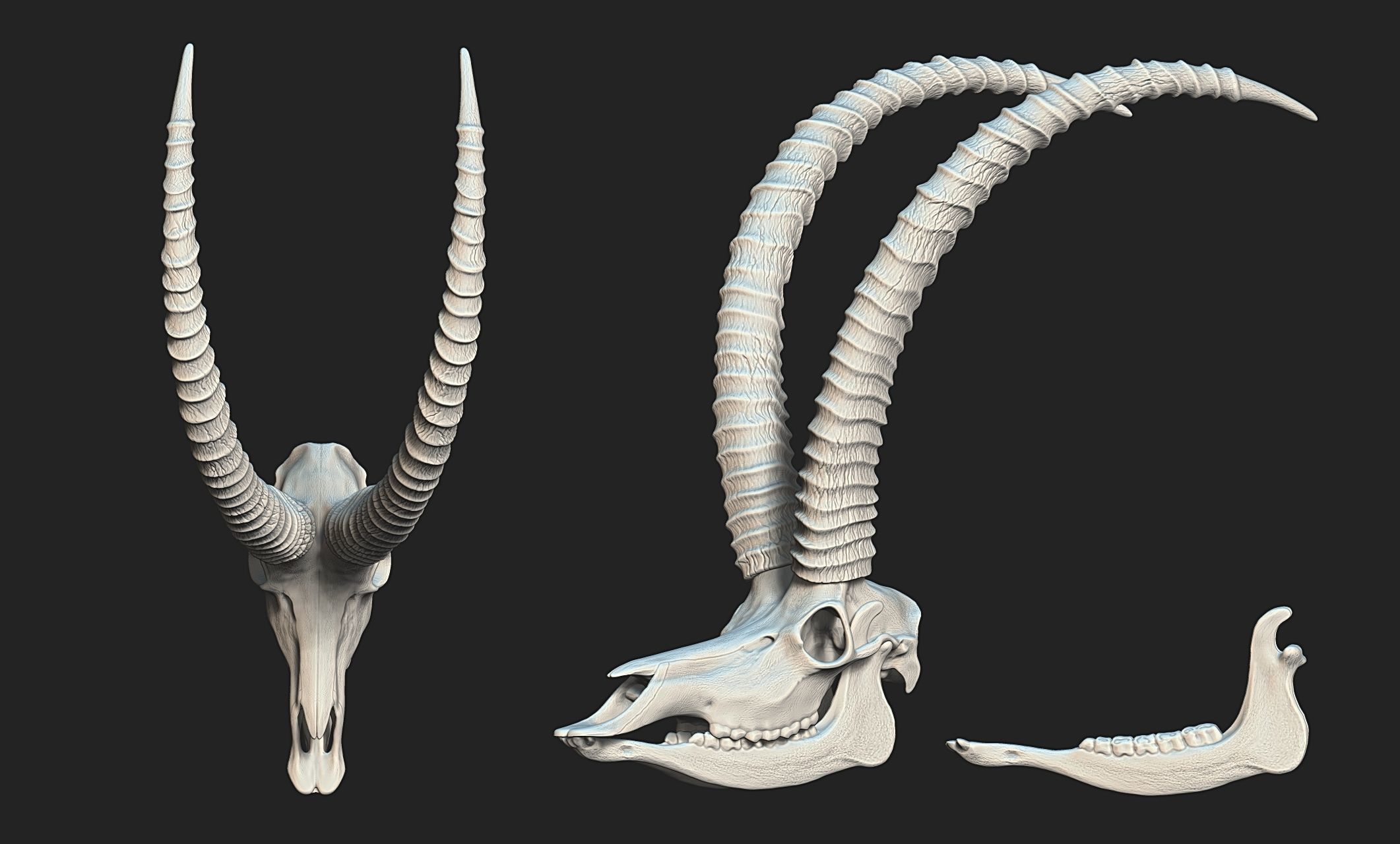 Sable Antelope - Hippotragus niger Skull 3D print model_1