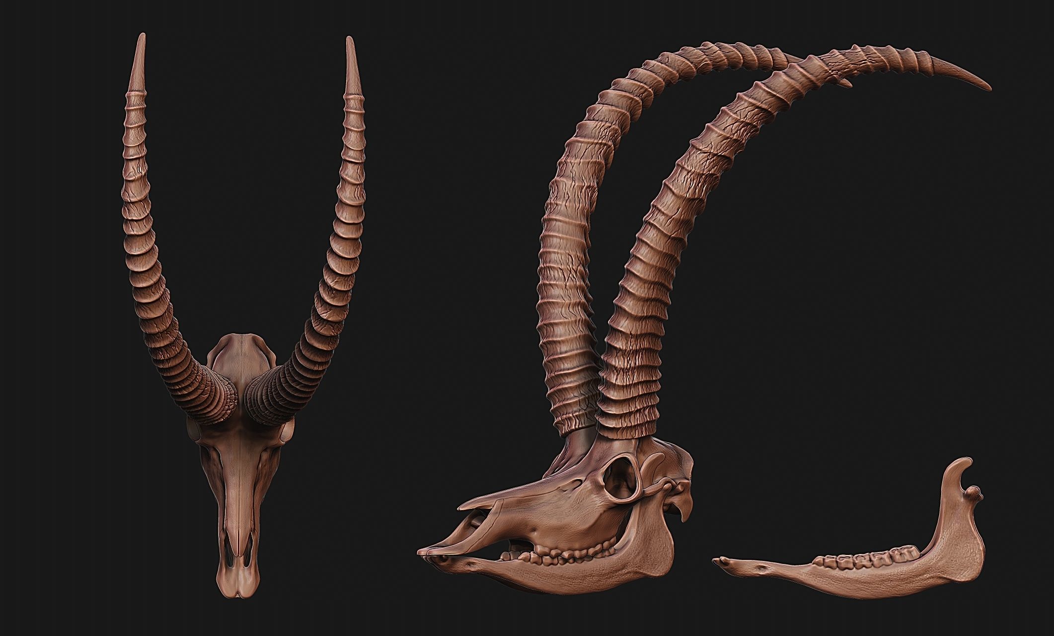 Sable Antelope - Hippotragus niger Skull 3D print model_9