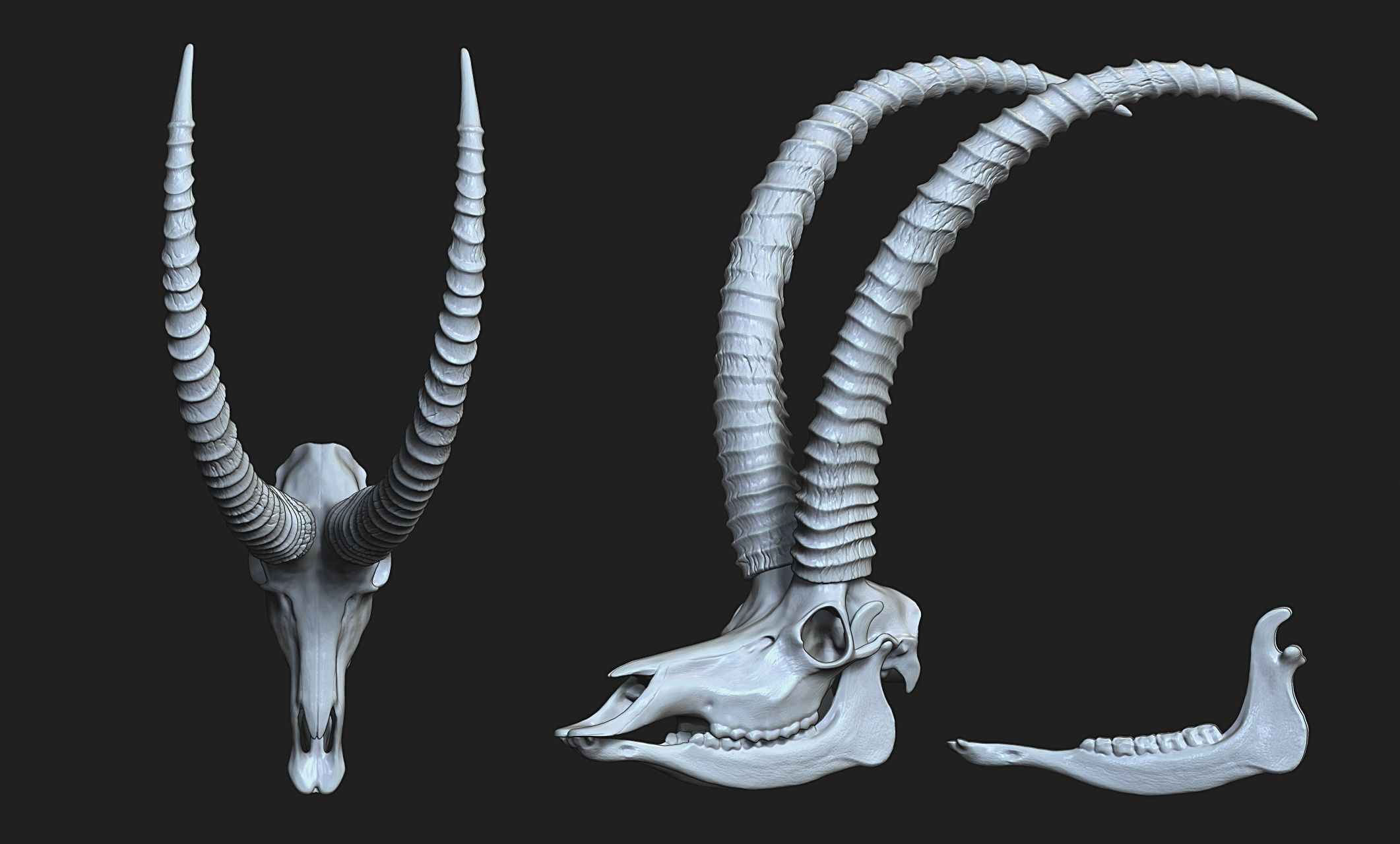Sable Antelope - Hippotragus niger Skull 3D print model_14