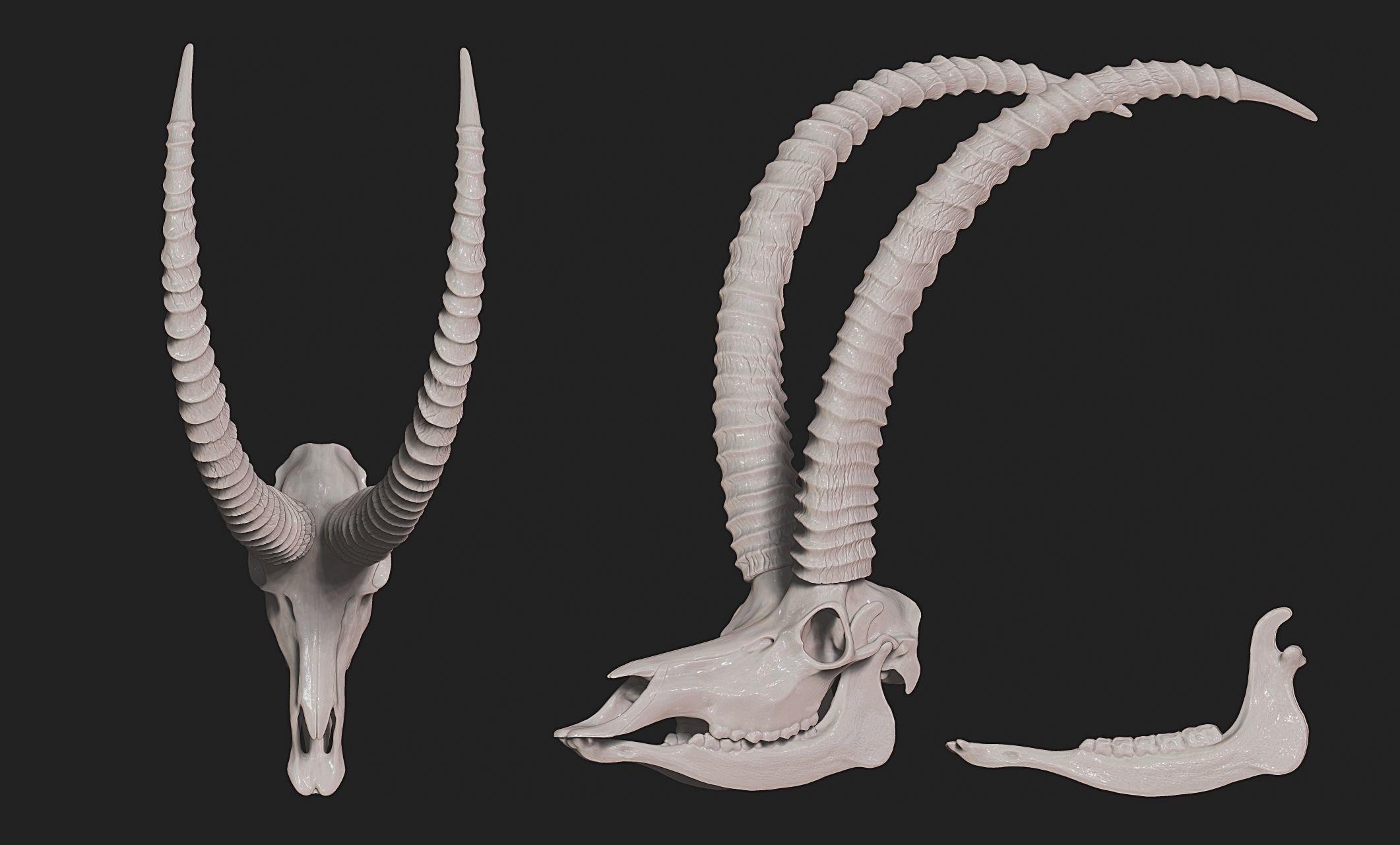 Sable Antelope - Hippotragus niger Skull 3D print model_12