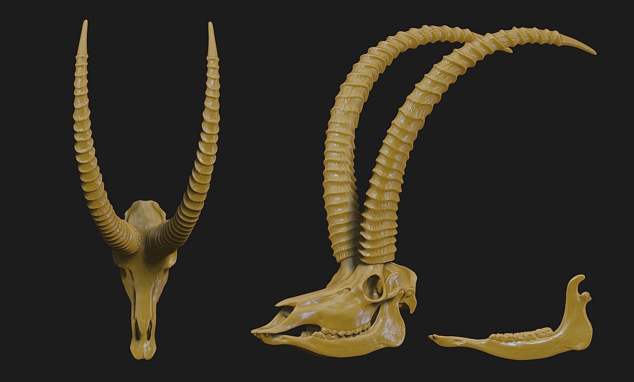 Sable Antelope - Hippotragus niger Skull 3D print model_3