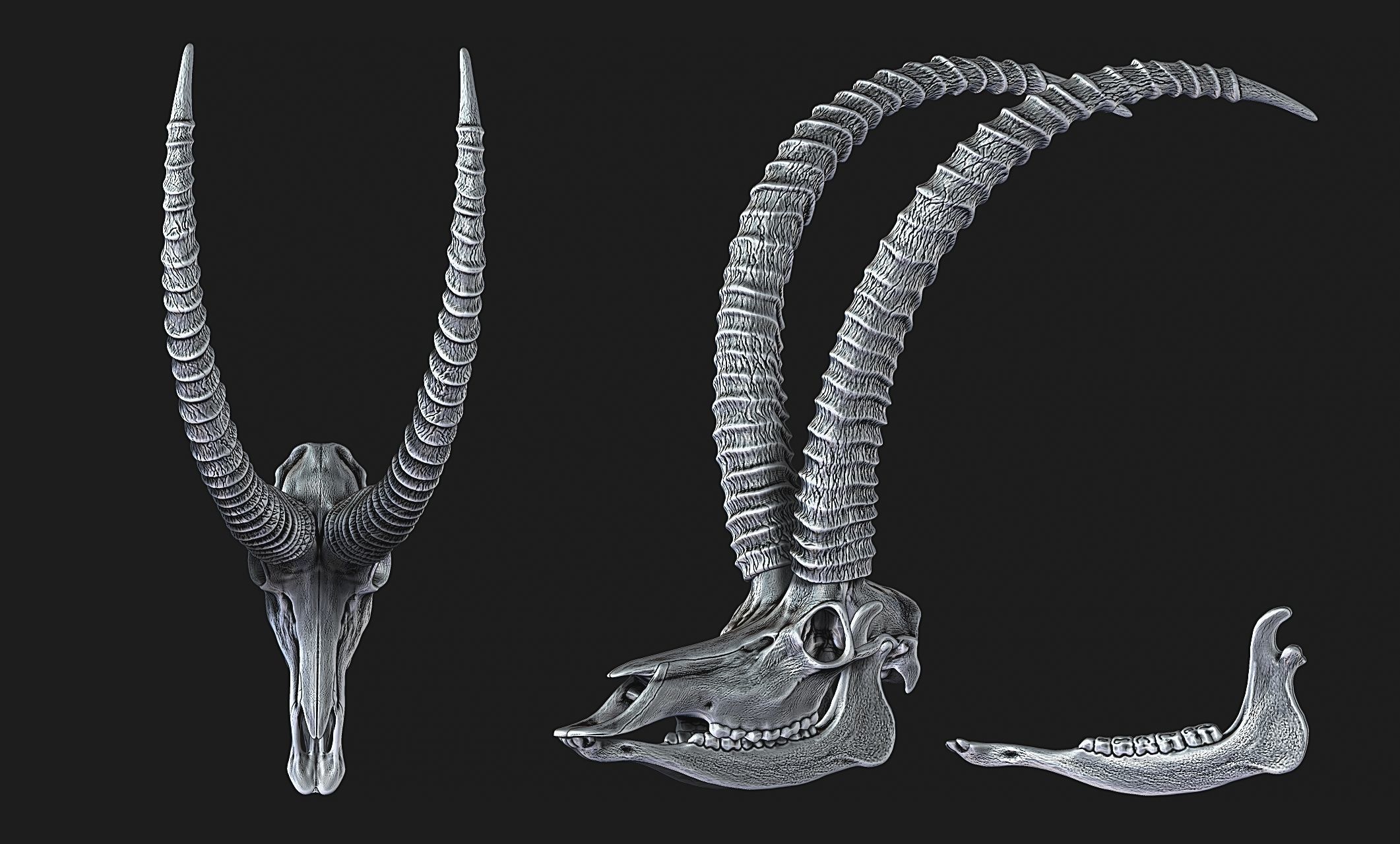 Sable Antelope - Hippotragus niger Skull 3D print model_7